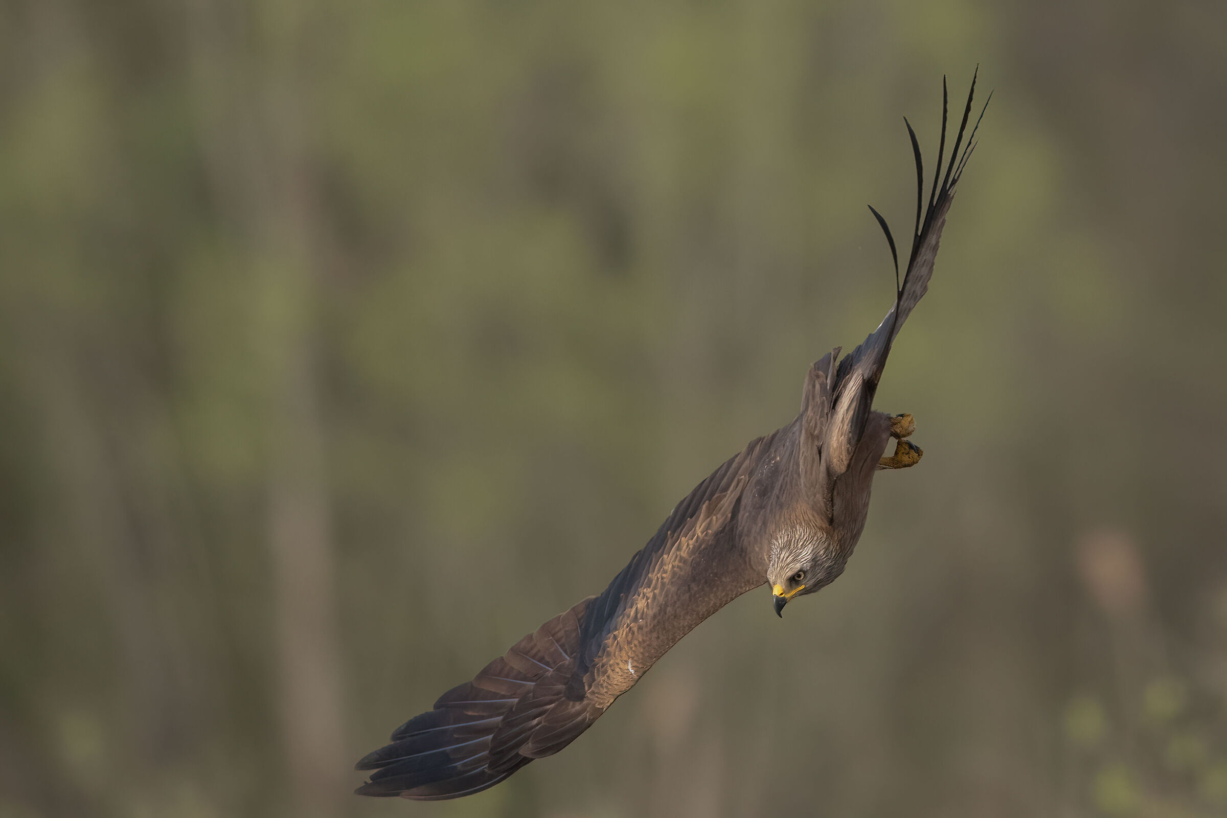 nibbio bruno in picchiata