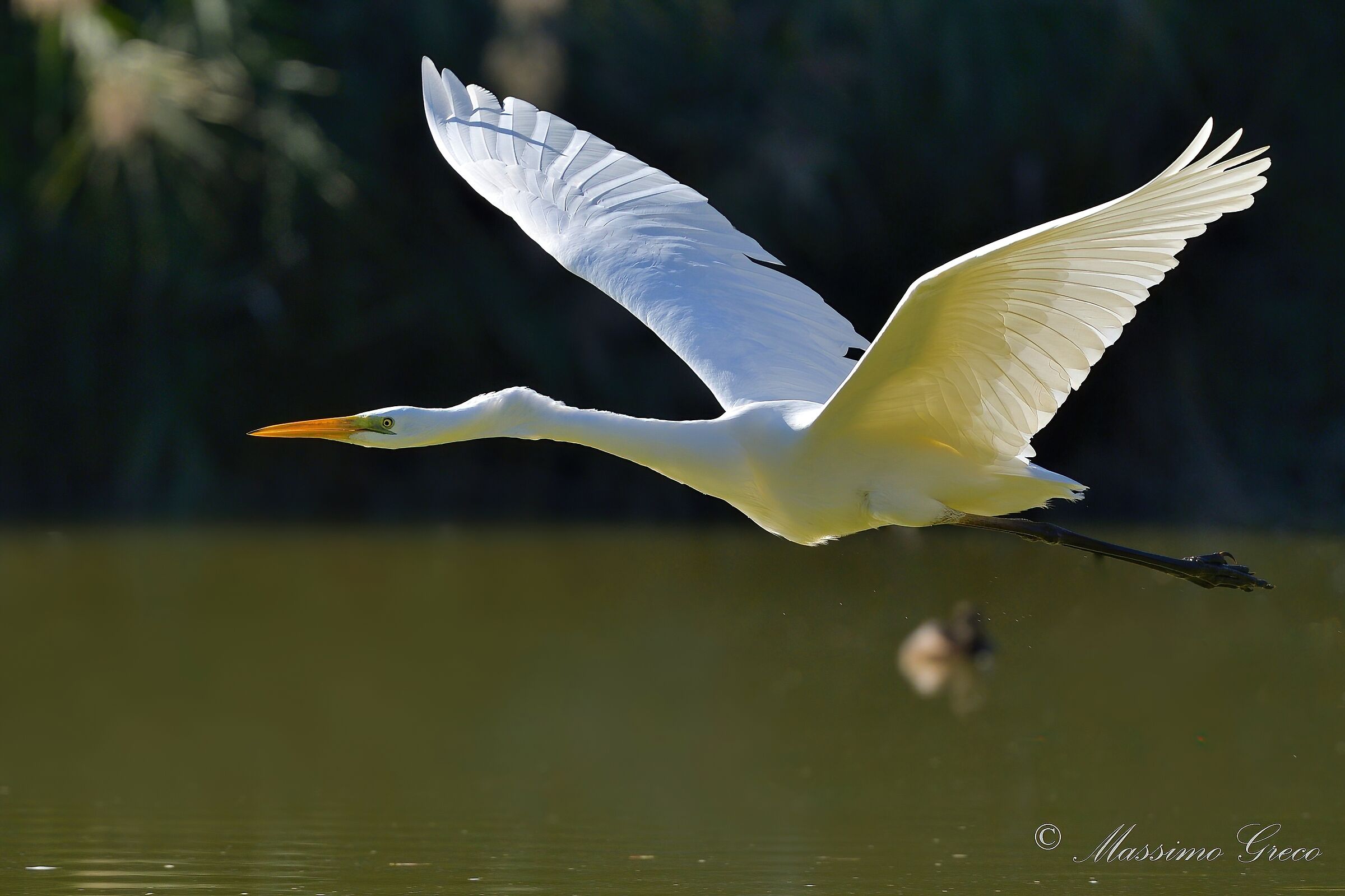 Great White Heron (Casmerodius albus)