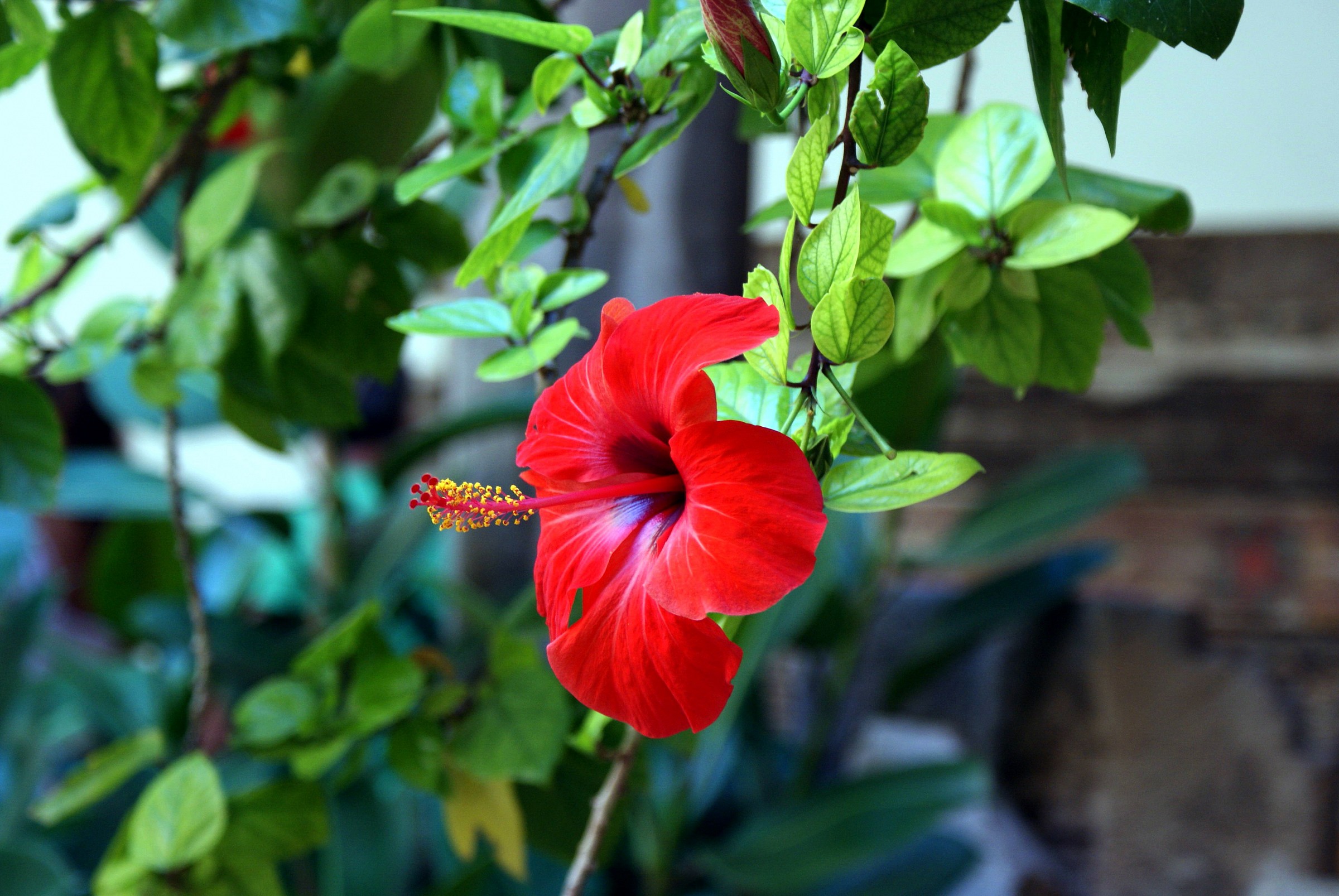 Hibiscus