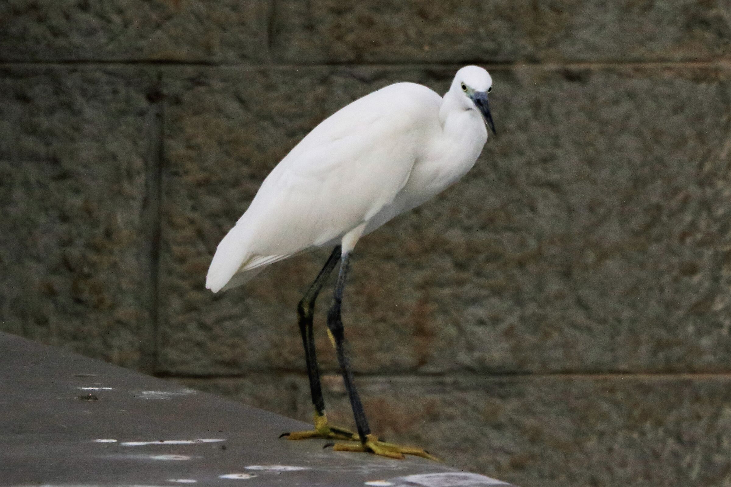 egret