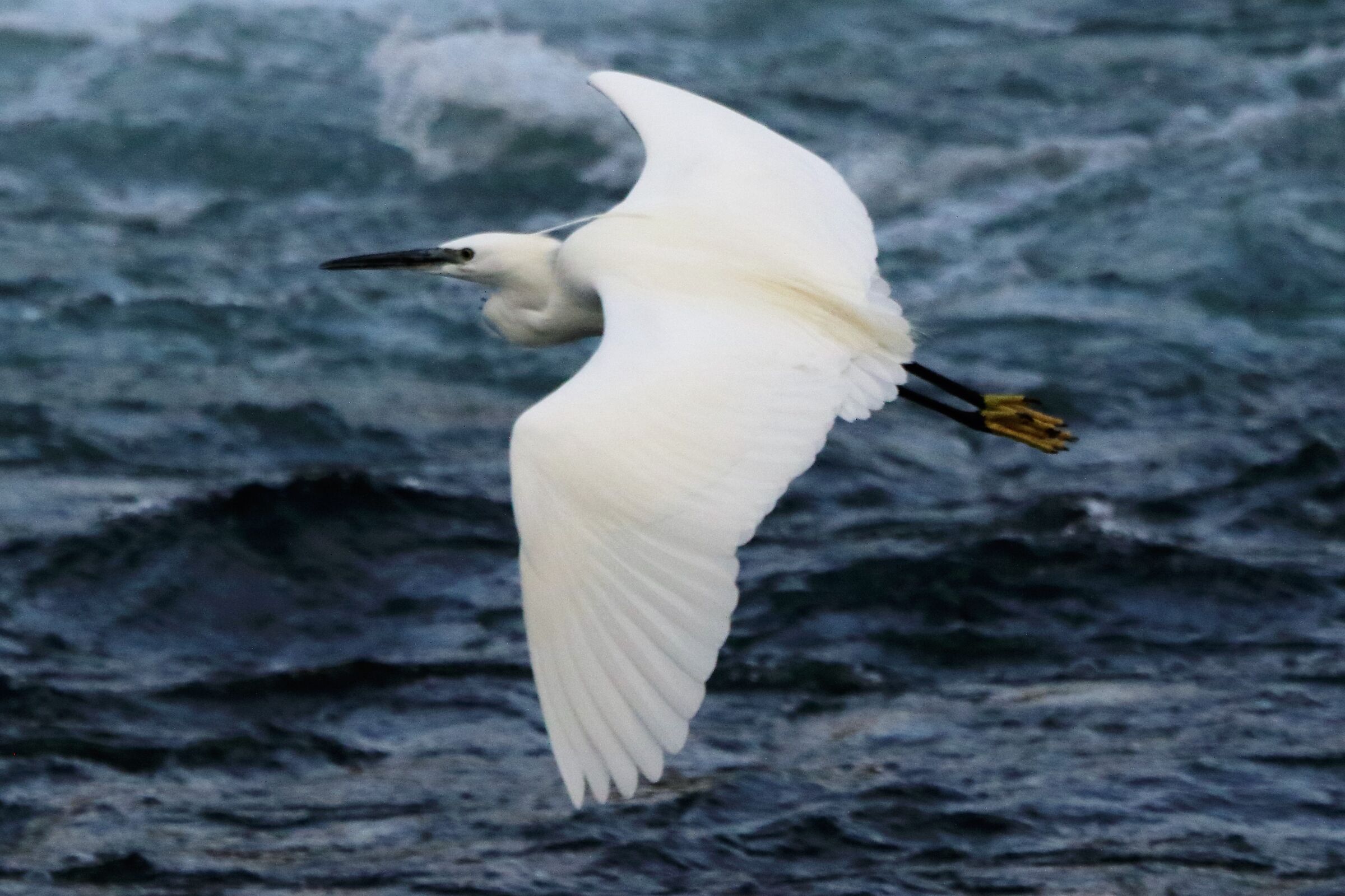 egret