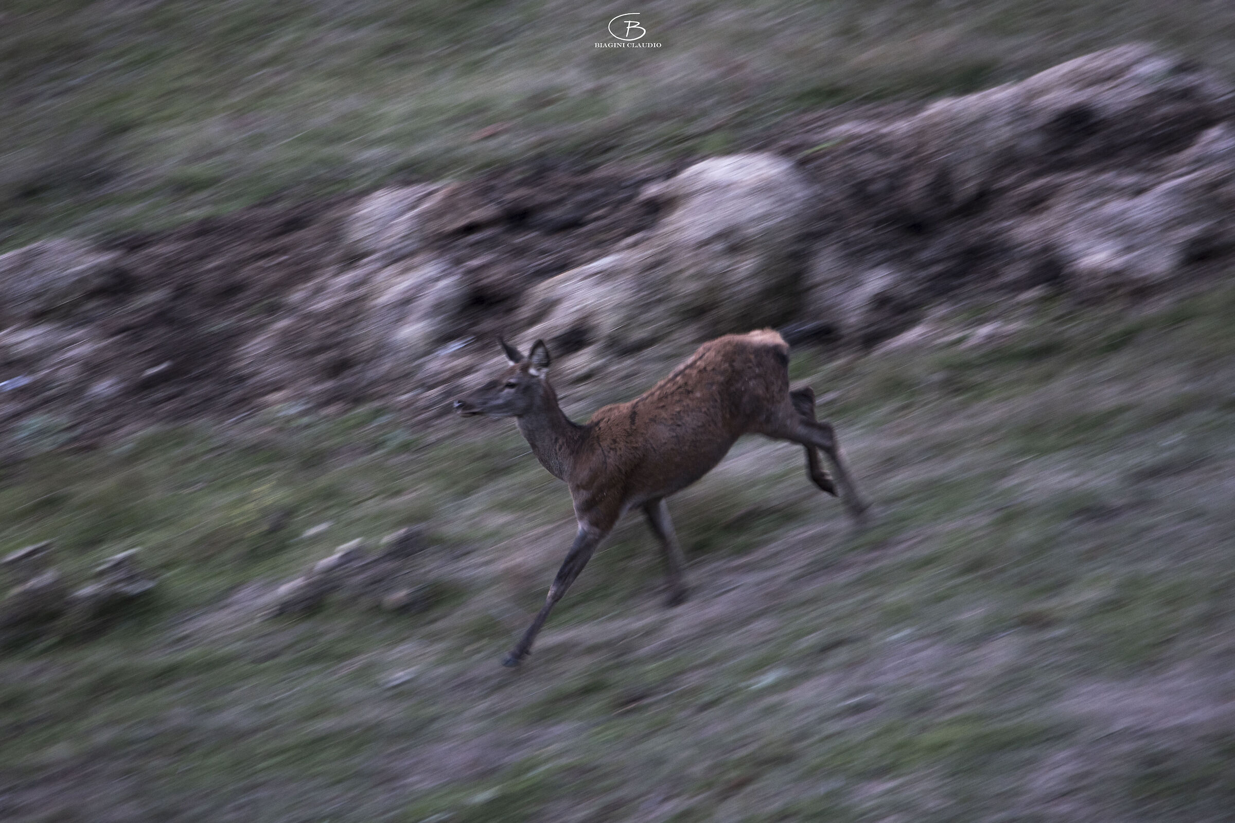 Deer panning...