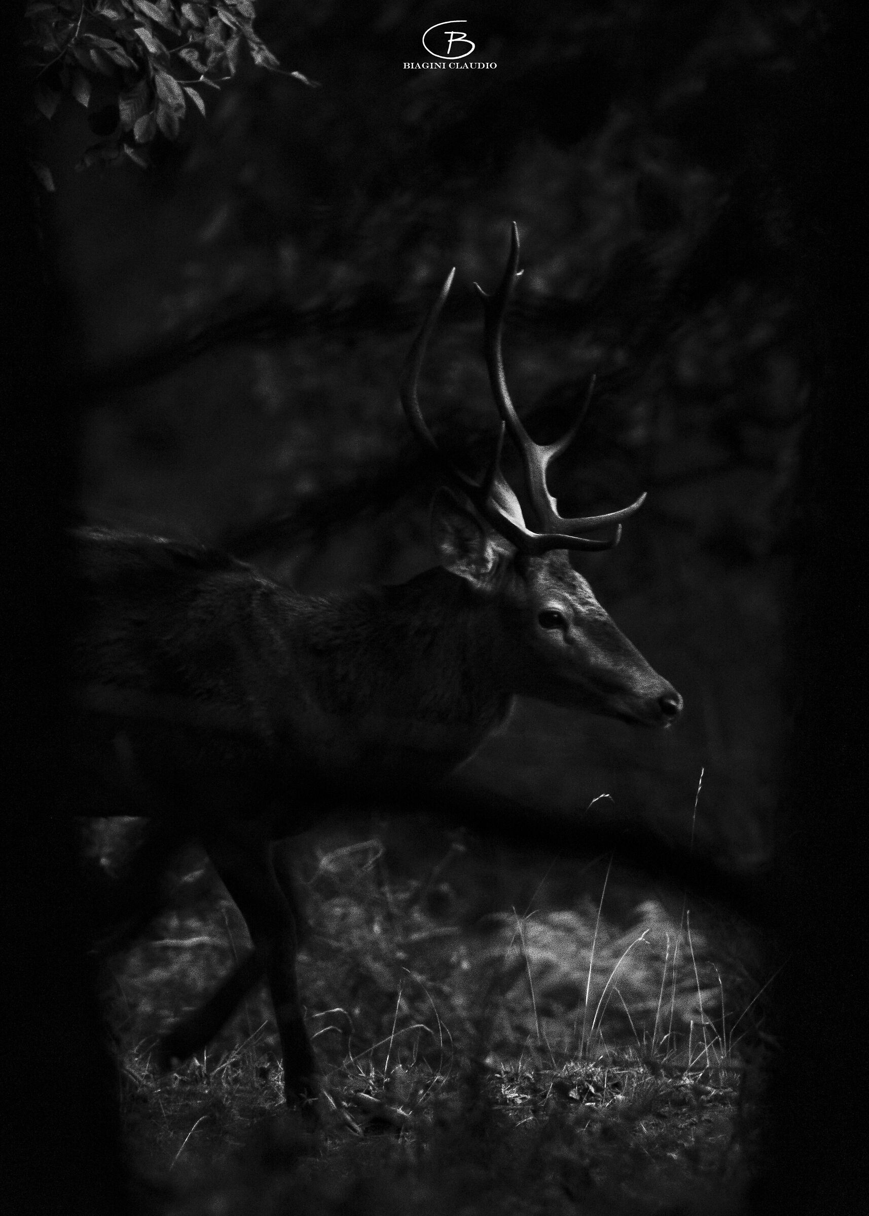 Silent in almost darkness