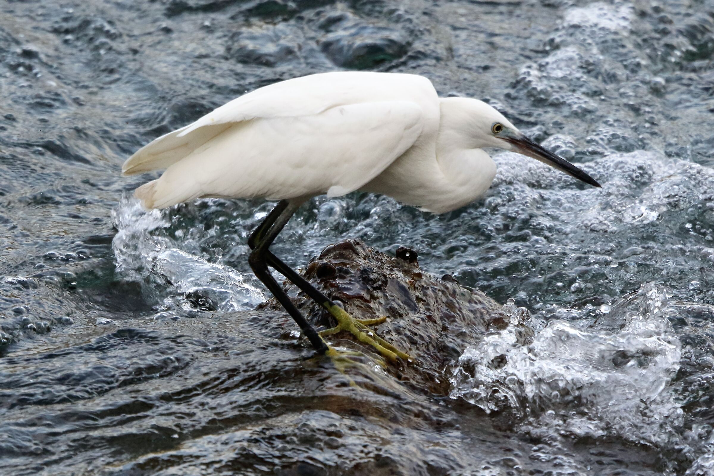 egret