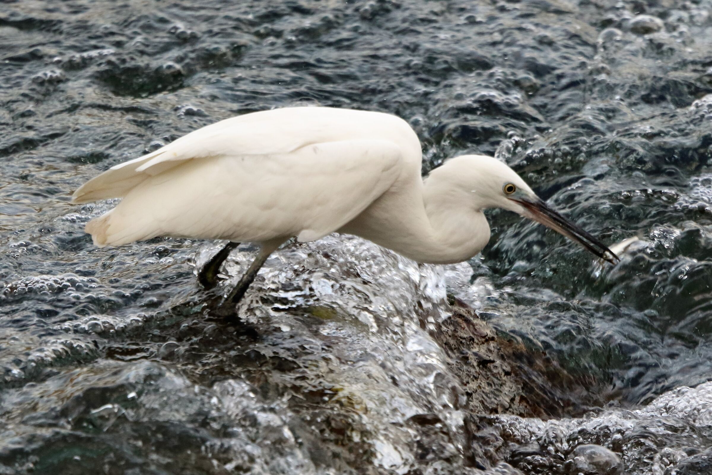 egret