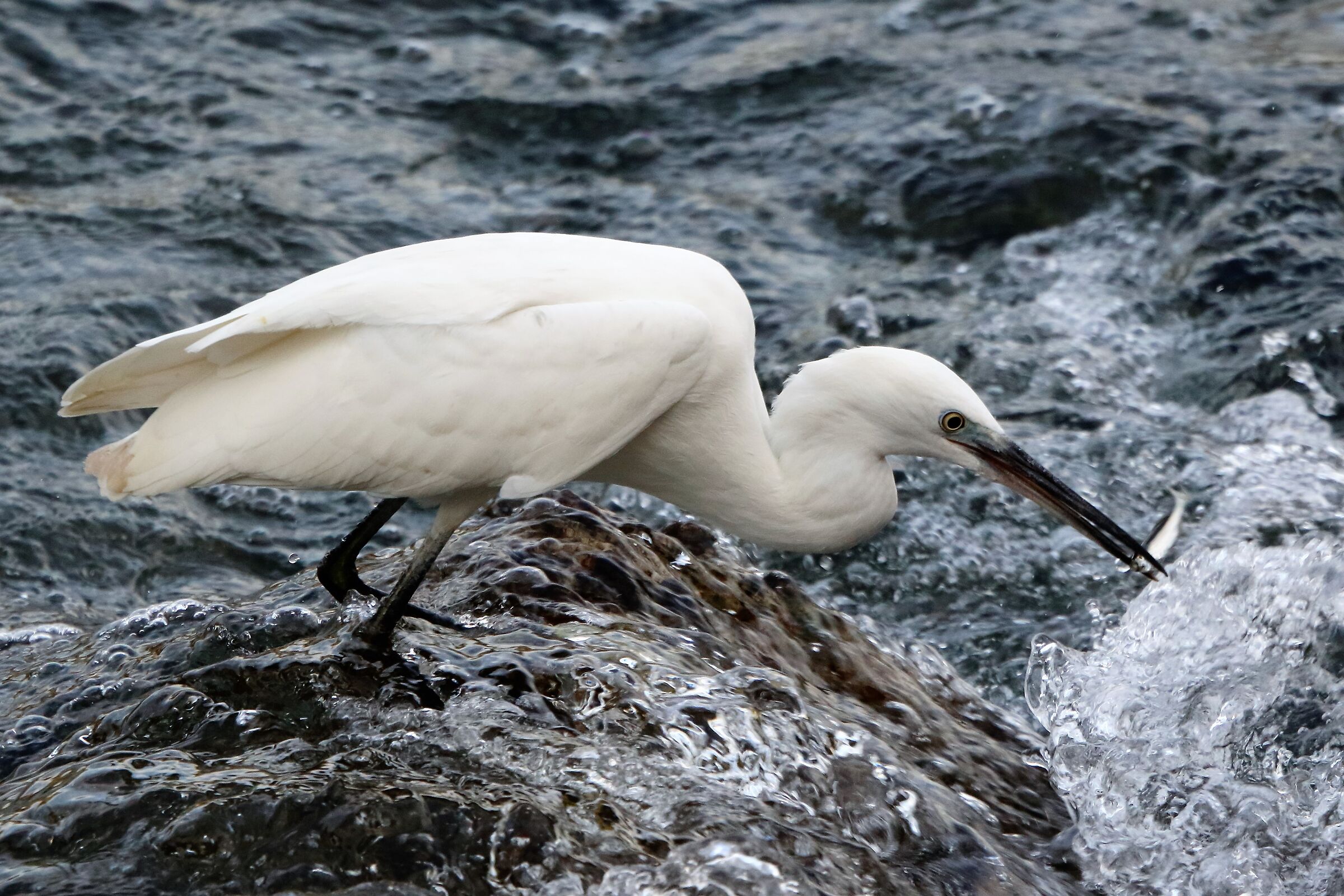 egret