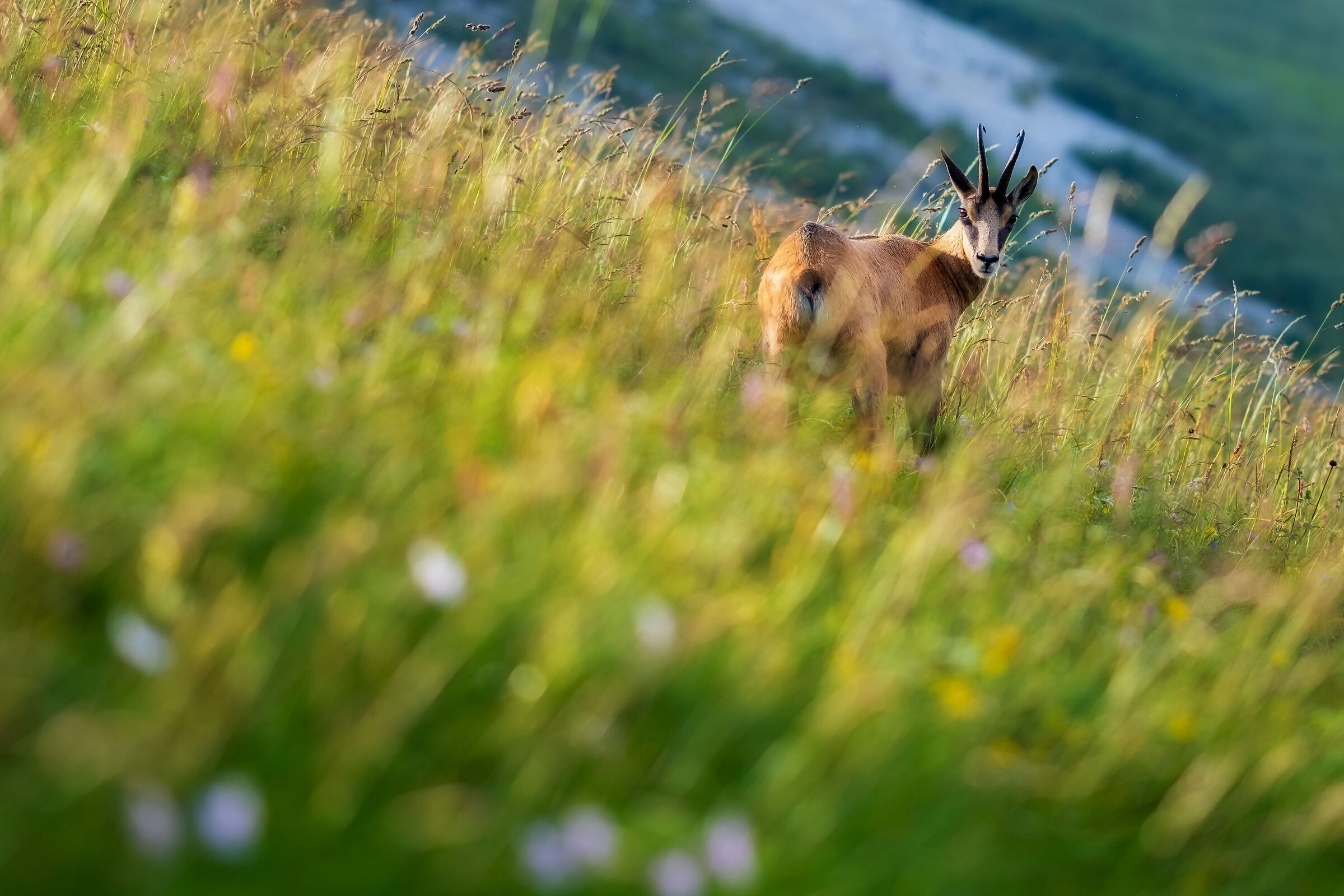 Friend of Mount Grappa