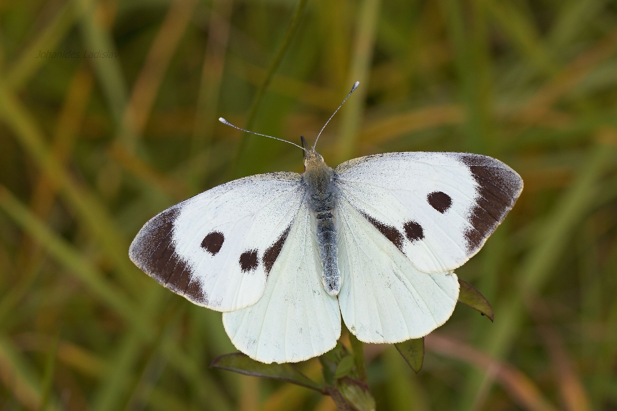 Pieris brassicae (femmina)