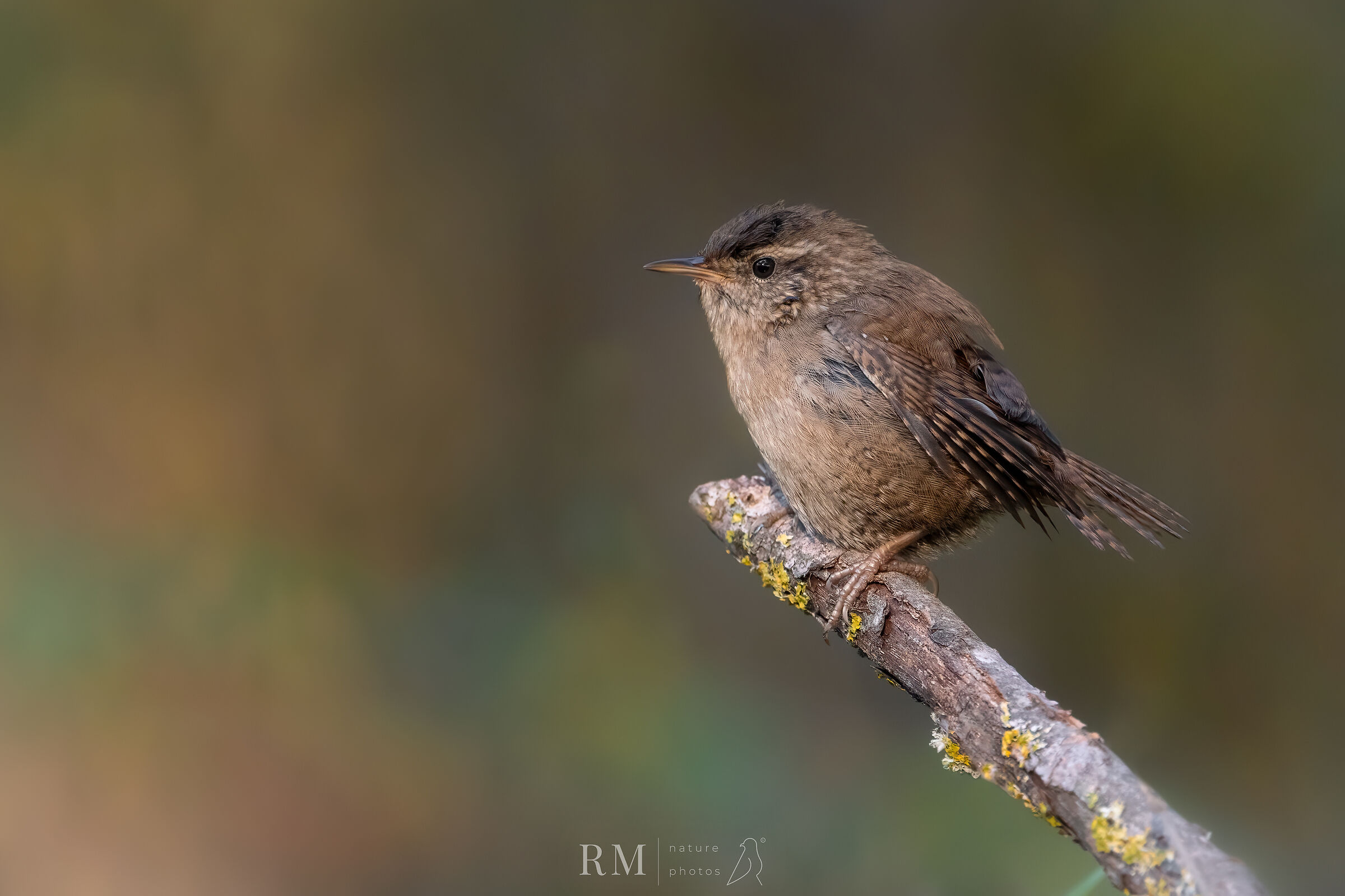 Wren