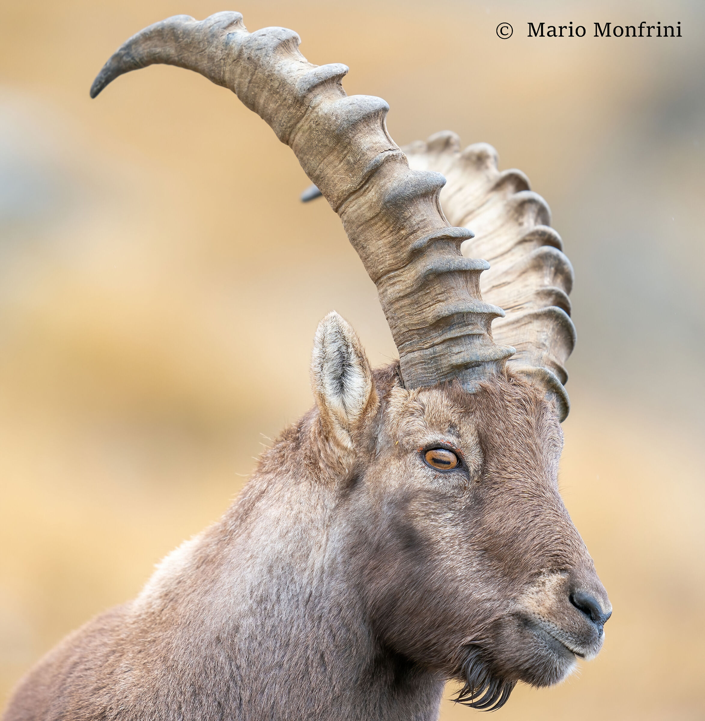 ibex portrait