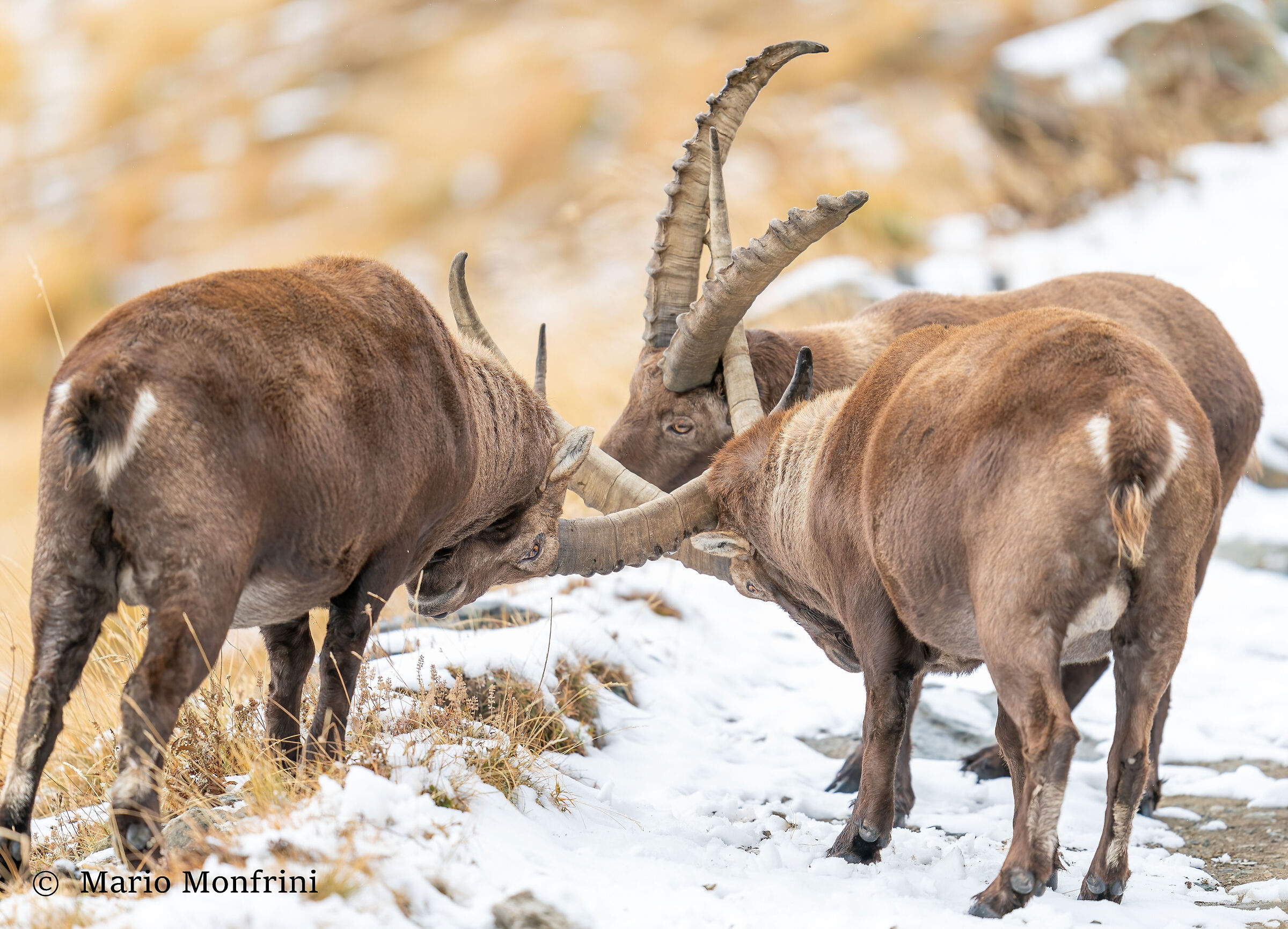 The Three Musketeers