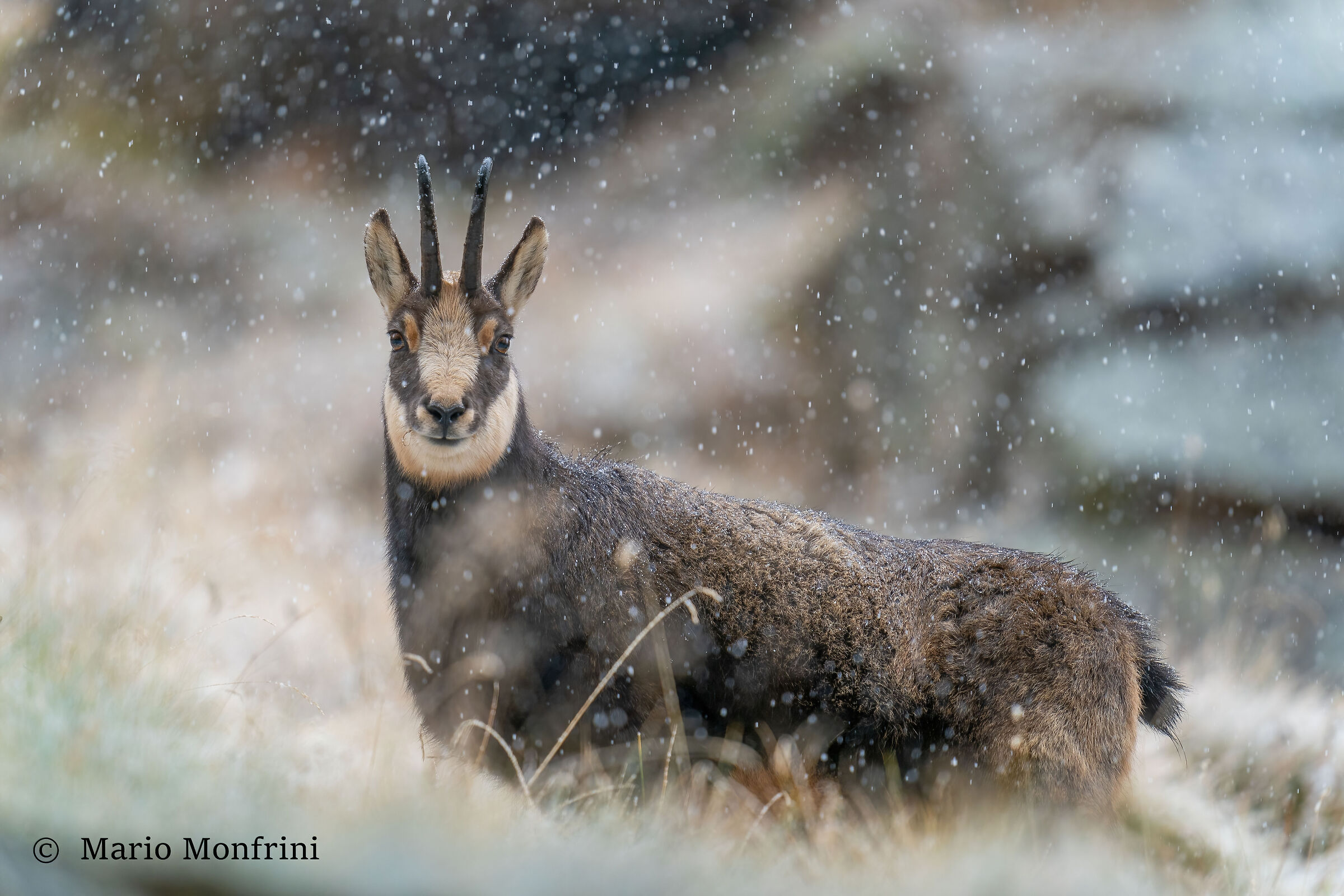 The chamois under the snowfall