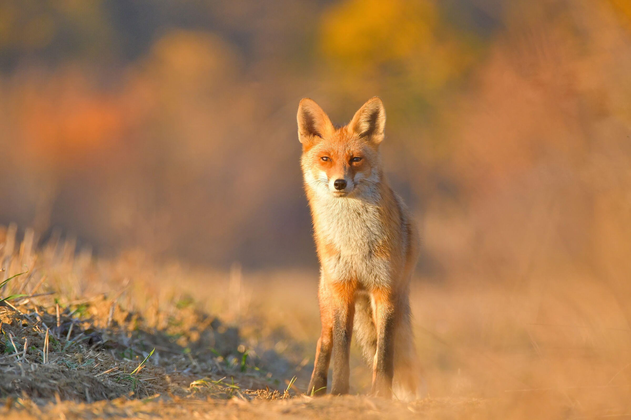 red fox