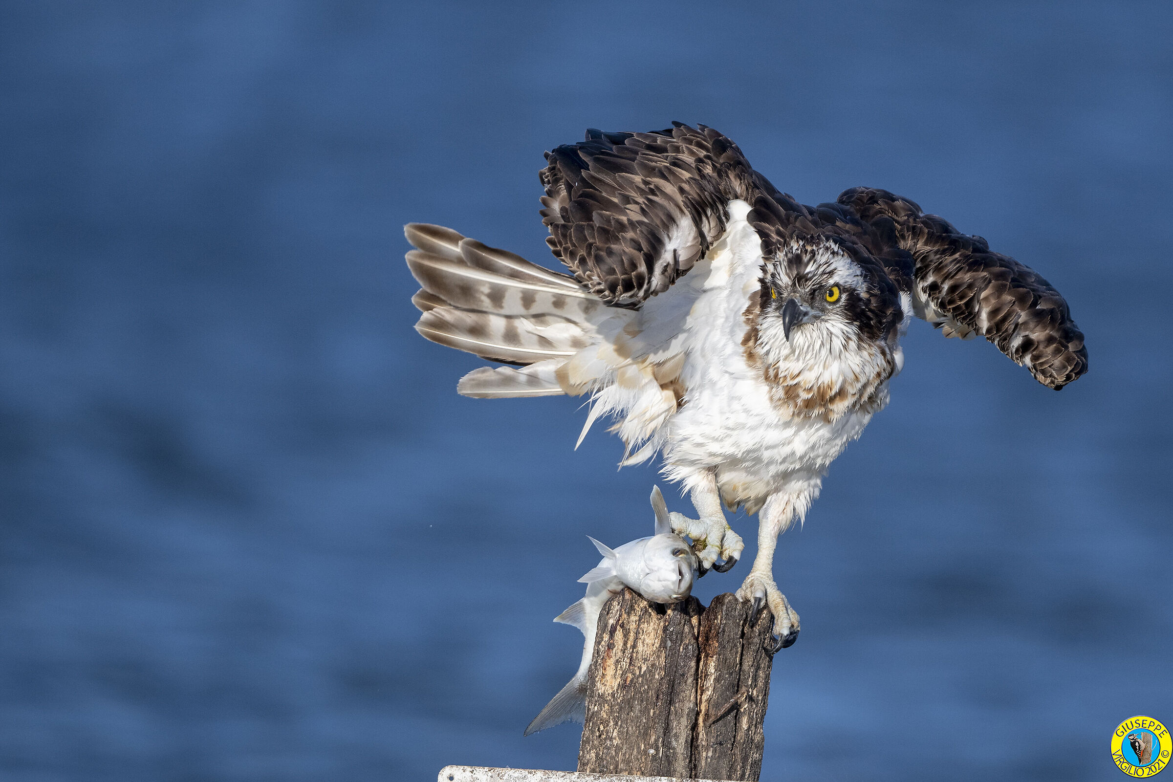 Falco Pescatore (Sardegna) 2021