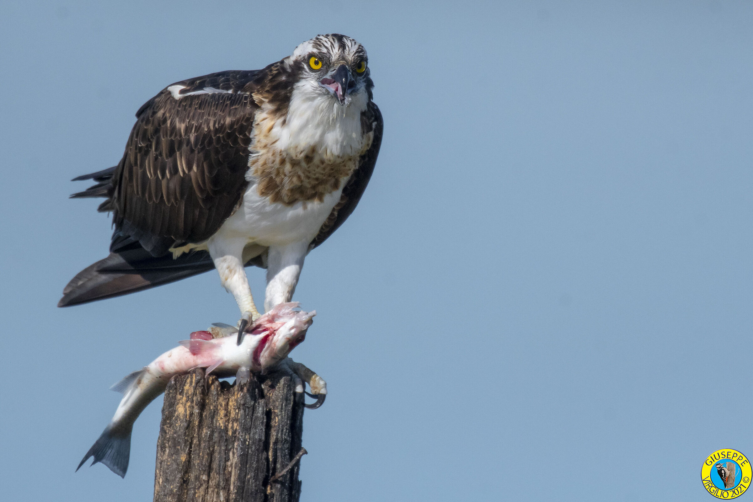 Falco Pescatore (Sardegna) 2021