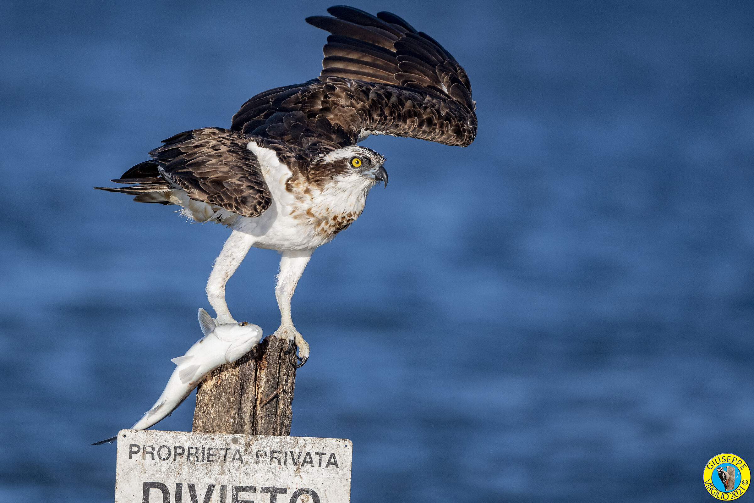 Falco Pescatore (Sardegna) 2021