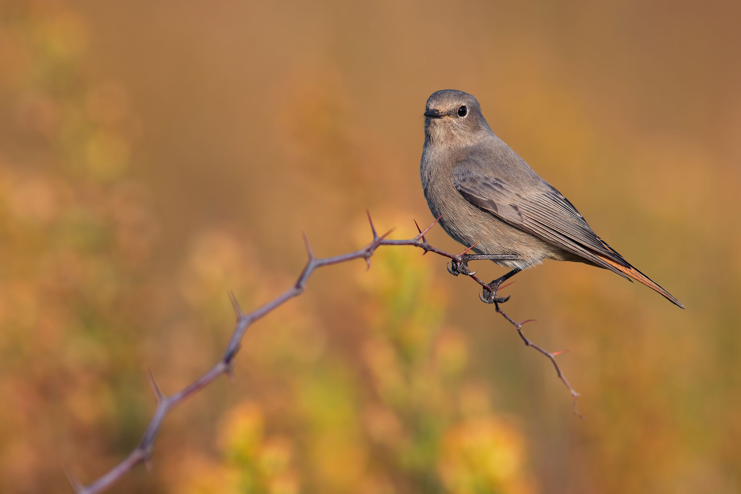Redstart Spz Female/Imma