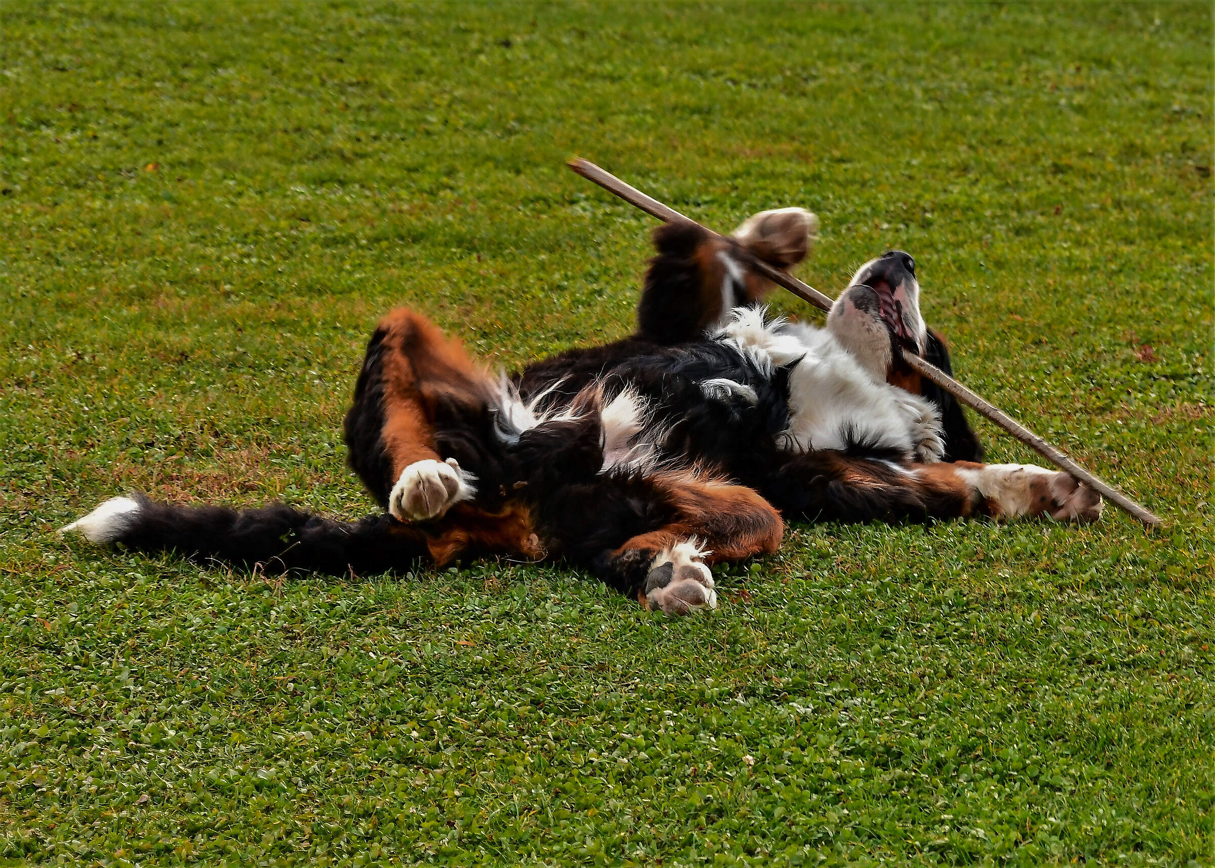 Goliath..... that plays !