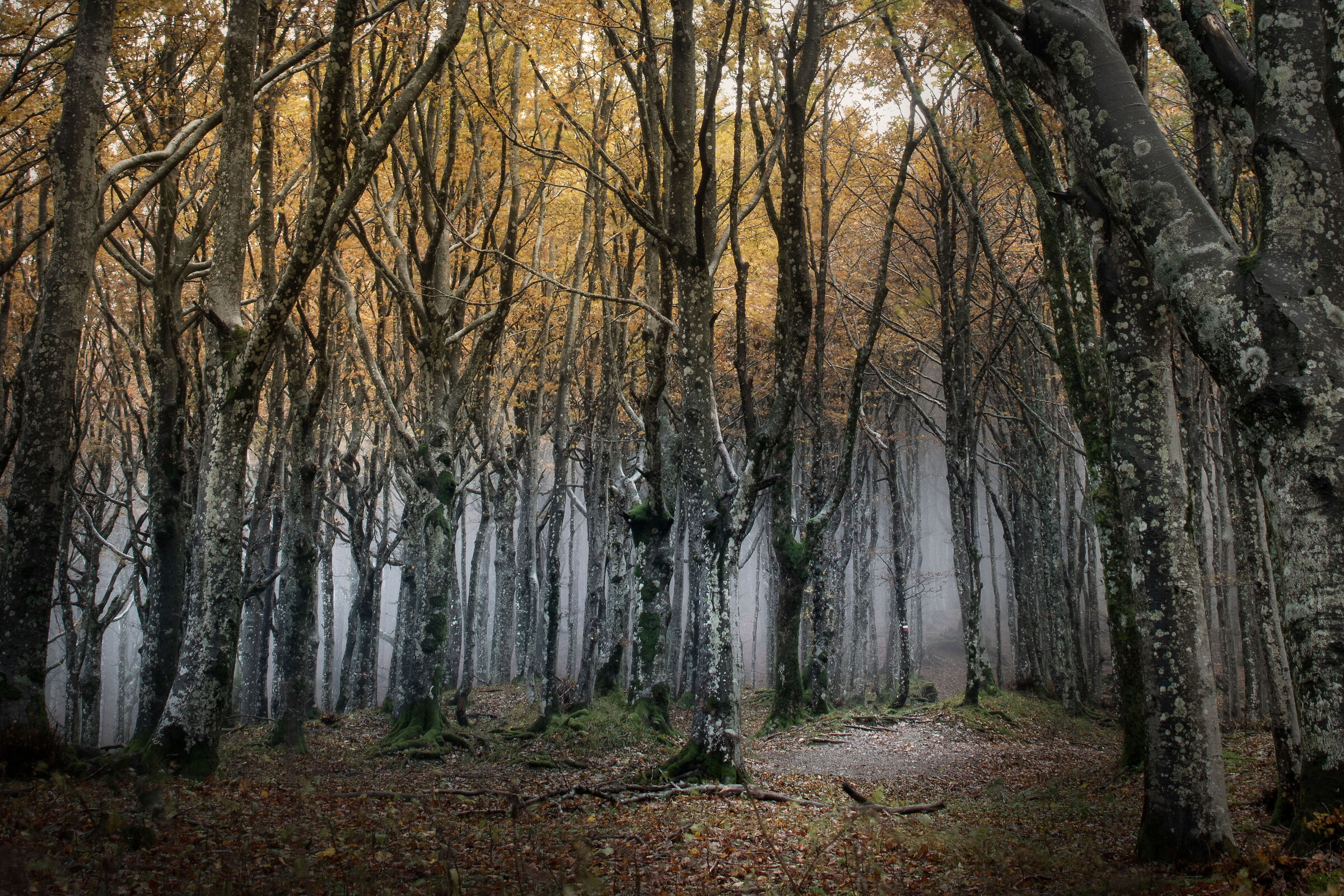 Autumn in Casentino I