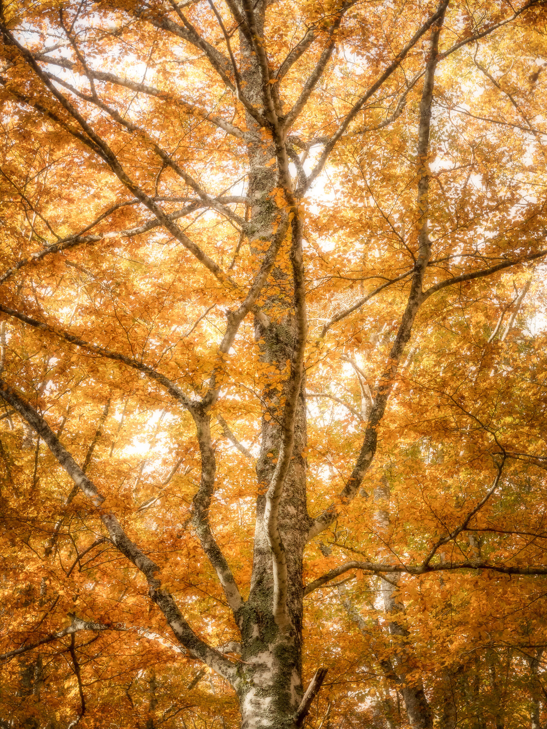 Autumn in Casentino V