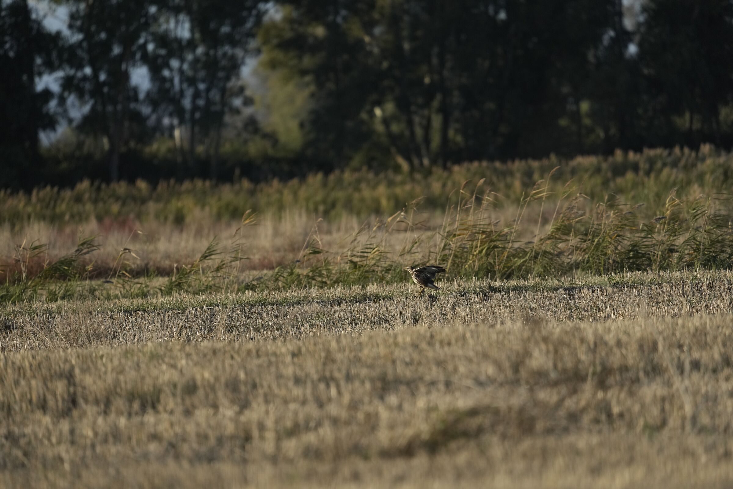 crop test
