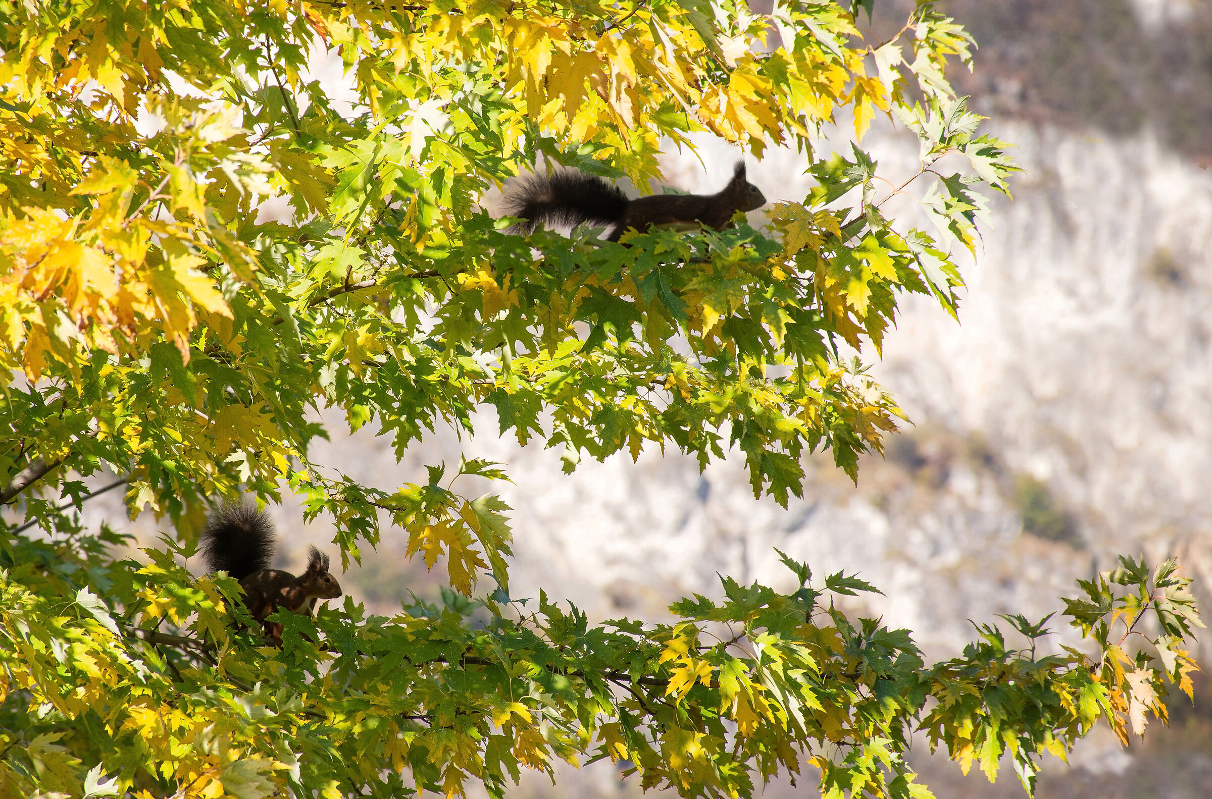 In search of lost hazelnuts