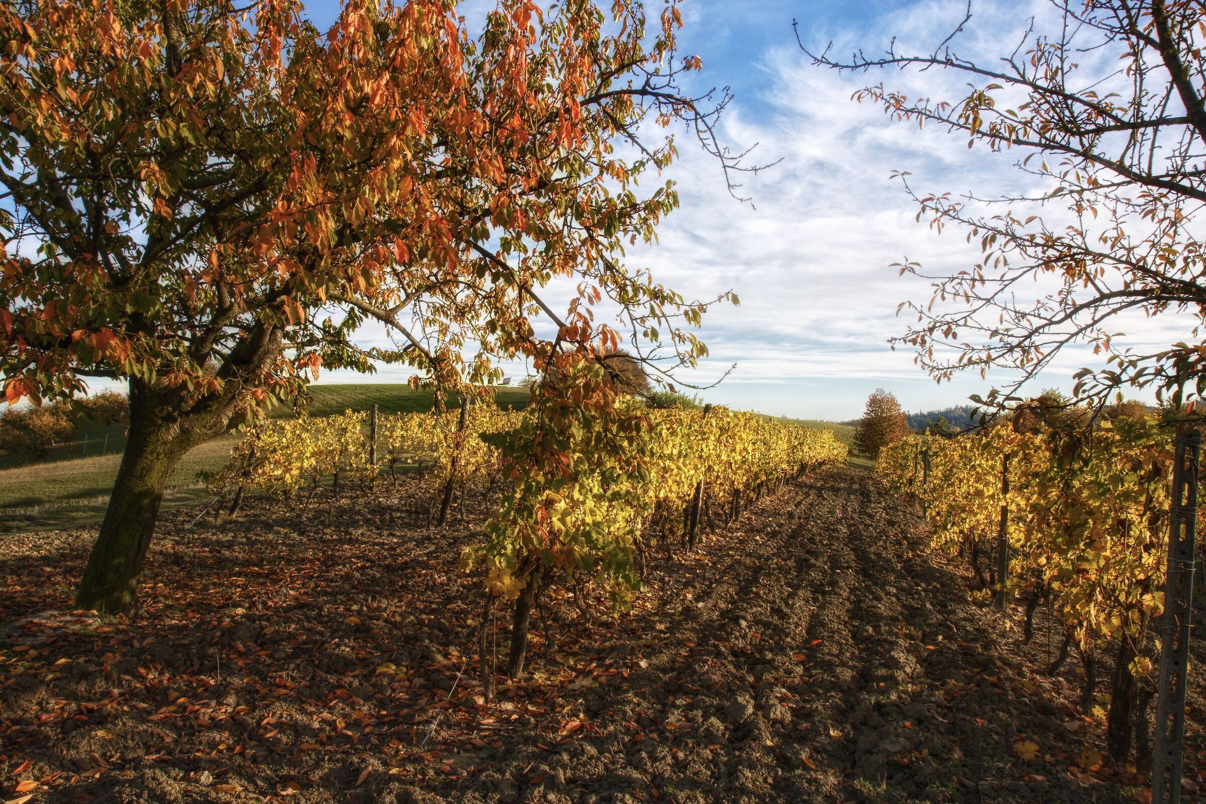 Dalla vigna al borgo