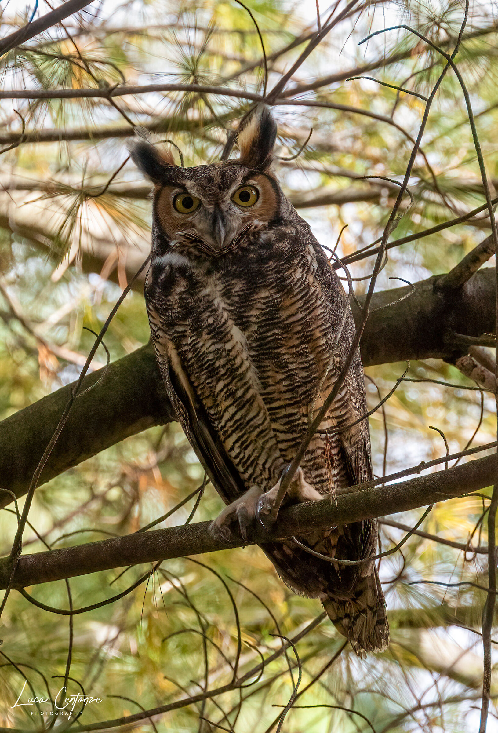 Great Horned Owl (Bubo virginianus)