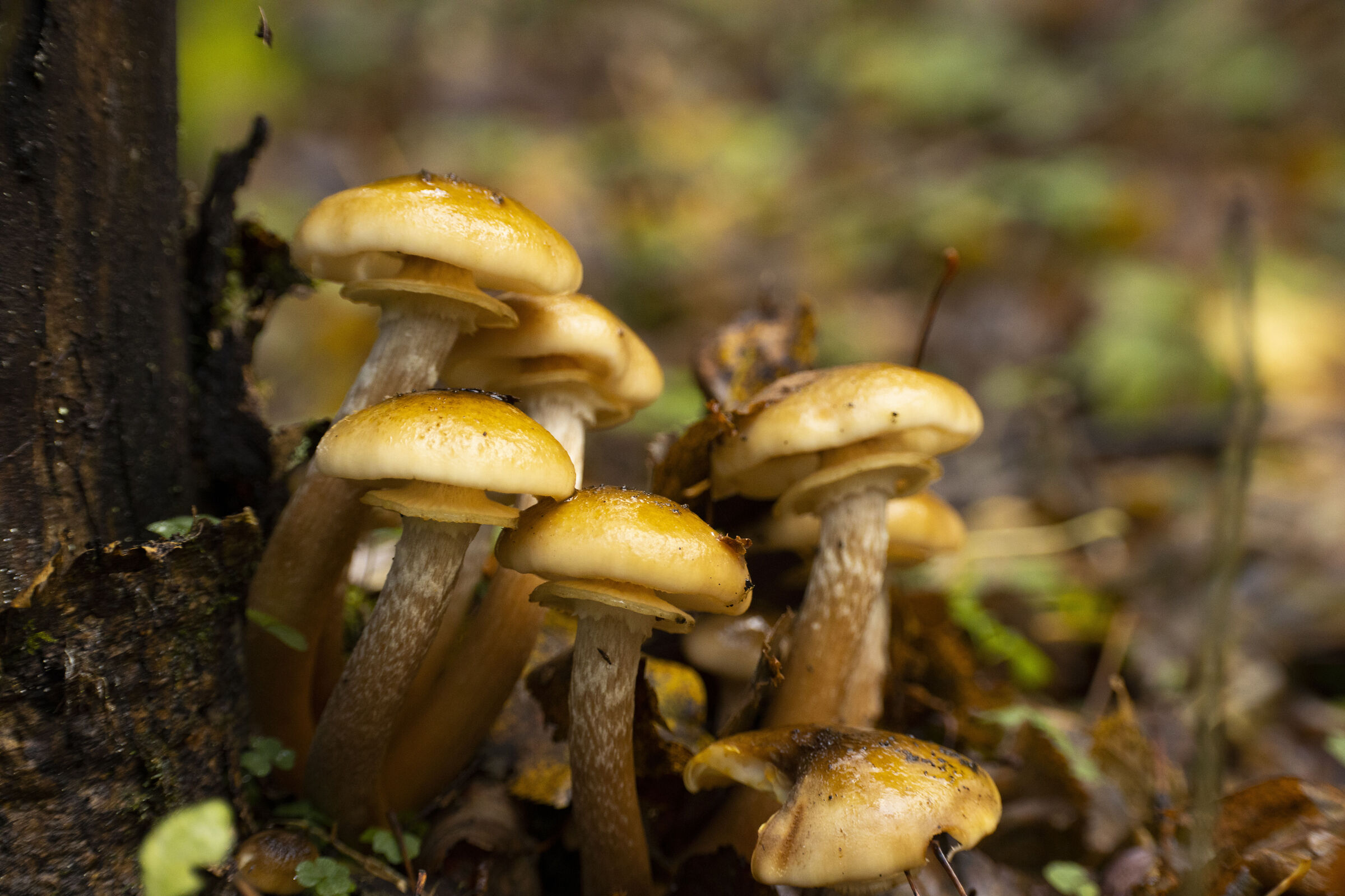 Armillaria mellea