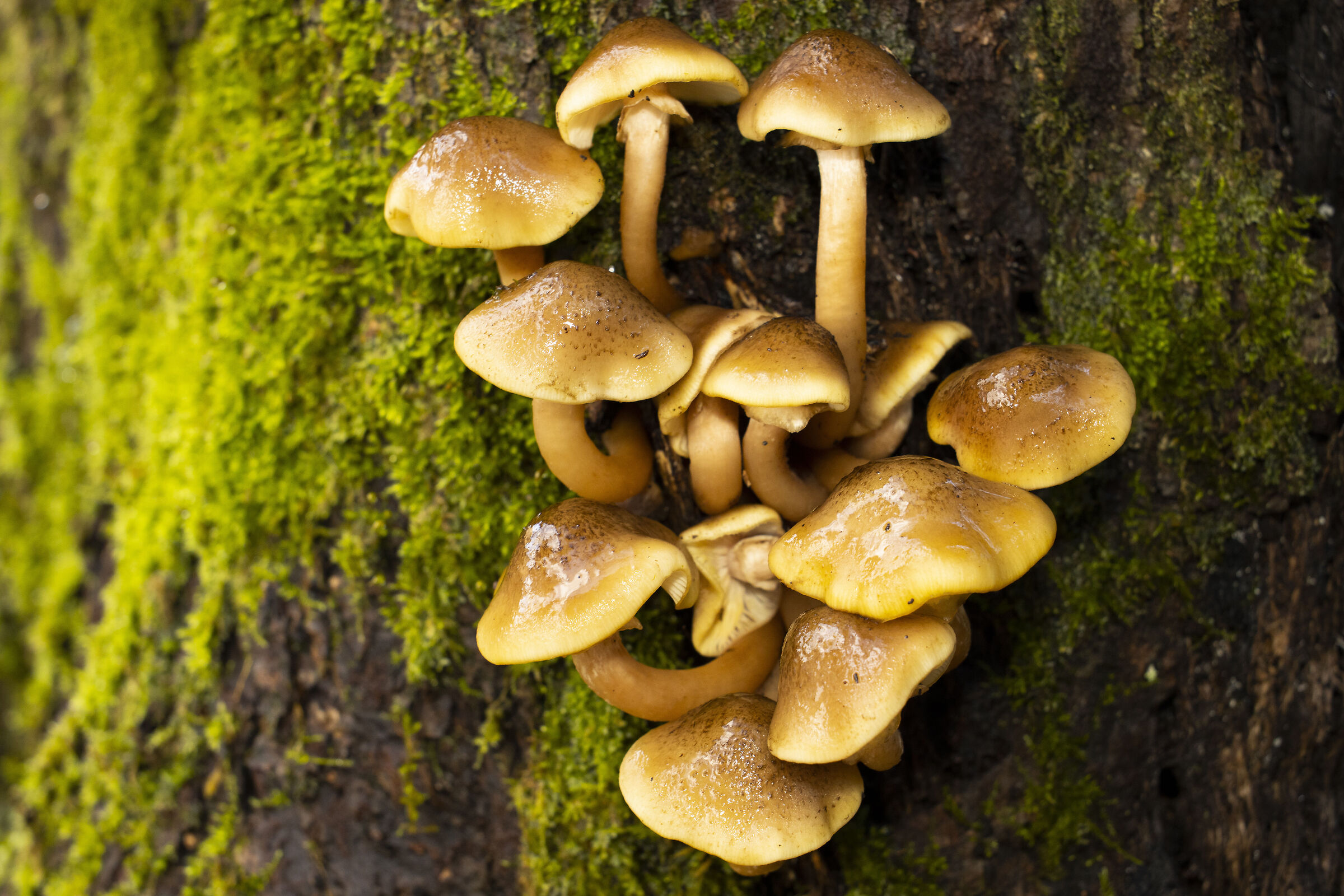 Armillaria mellea
