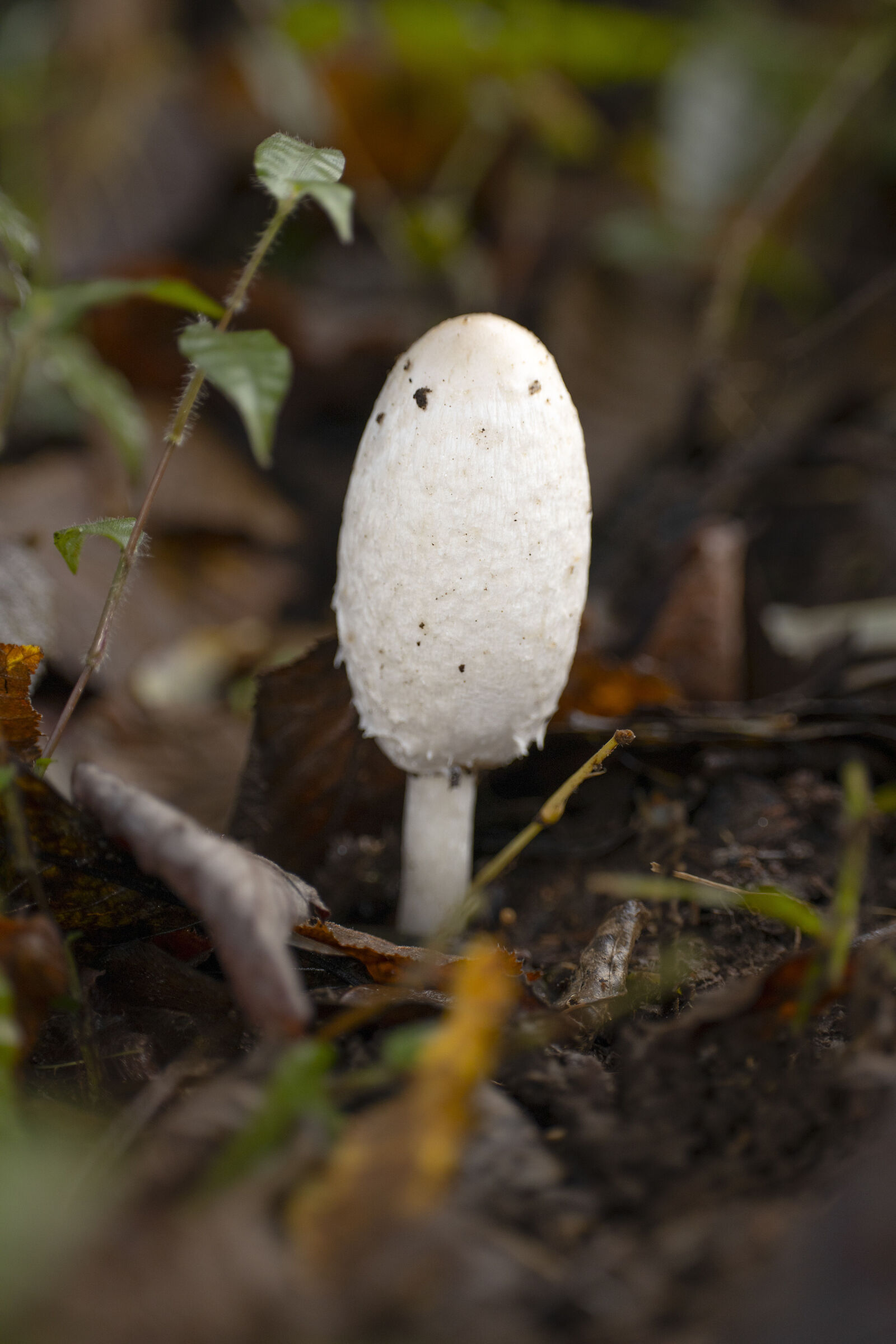 Coprinus comatus - nail