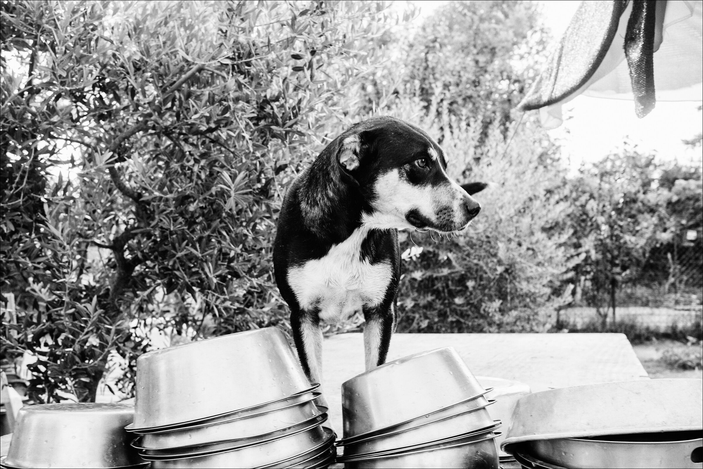 Grace, al rifugio Ohana