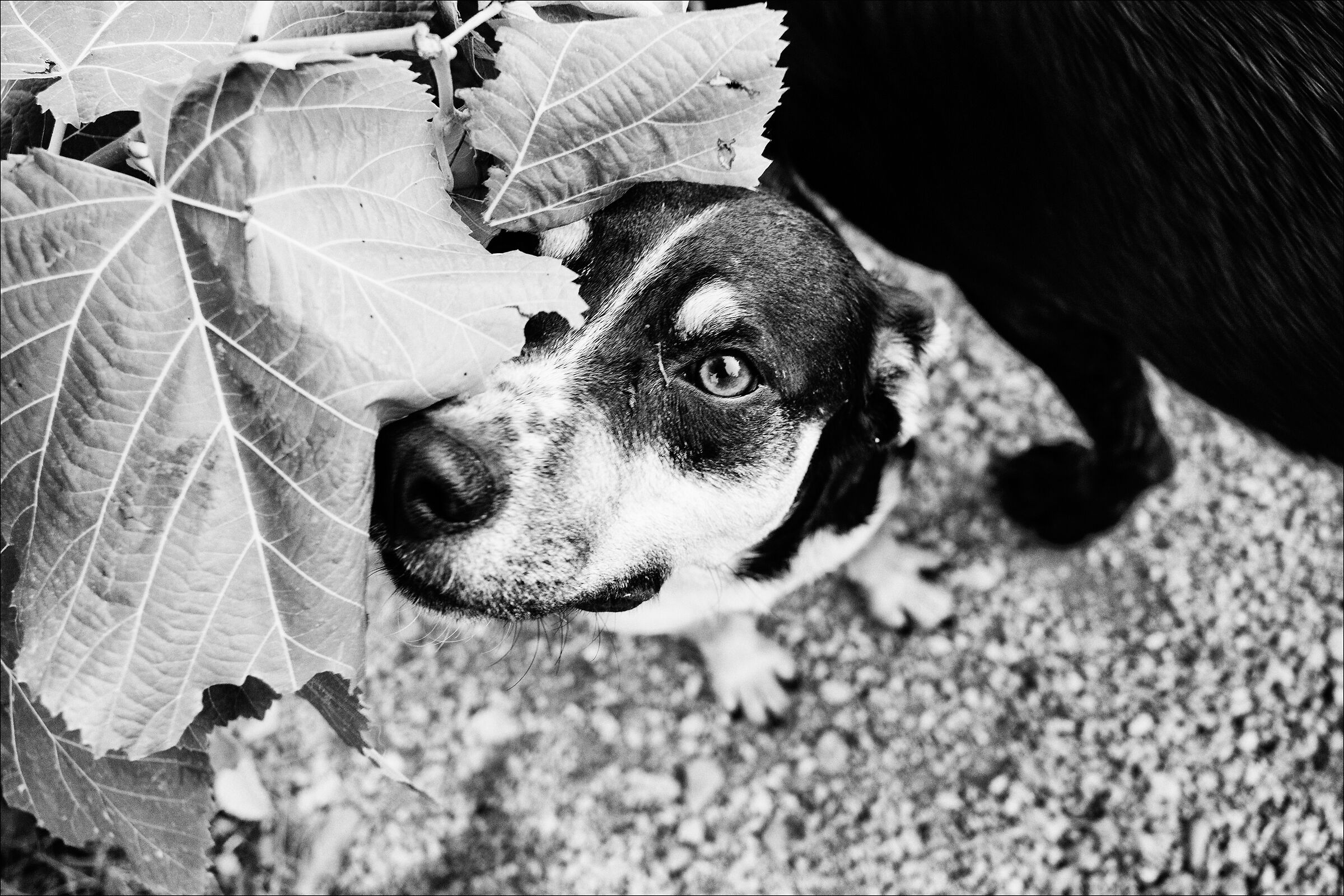 Grace, al rifugio Ohana