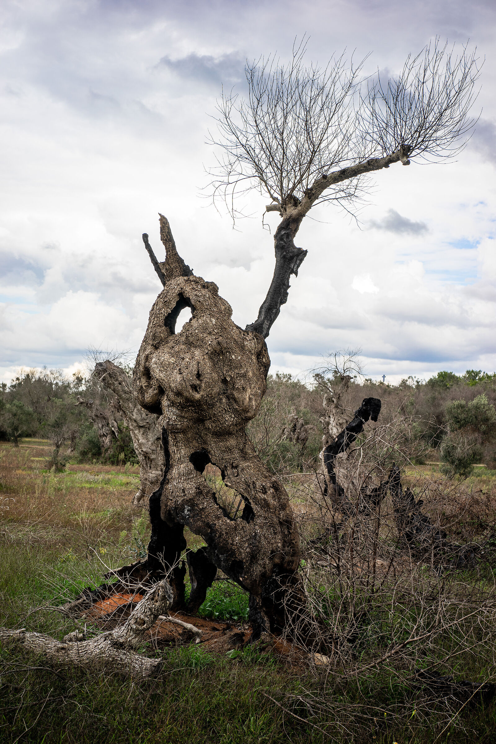 Xilella, incendi, ulivi,Salento.