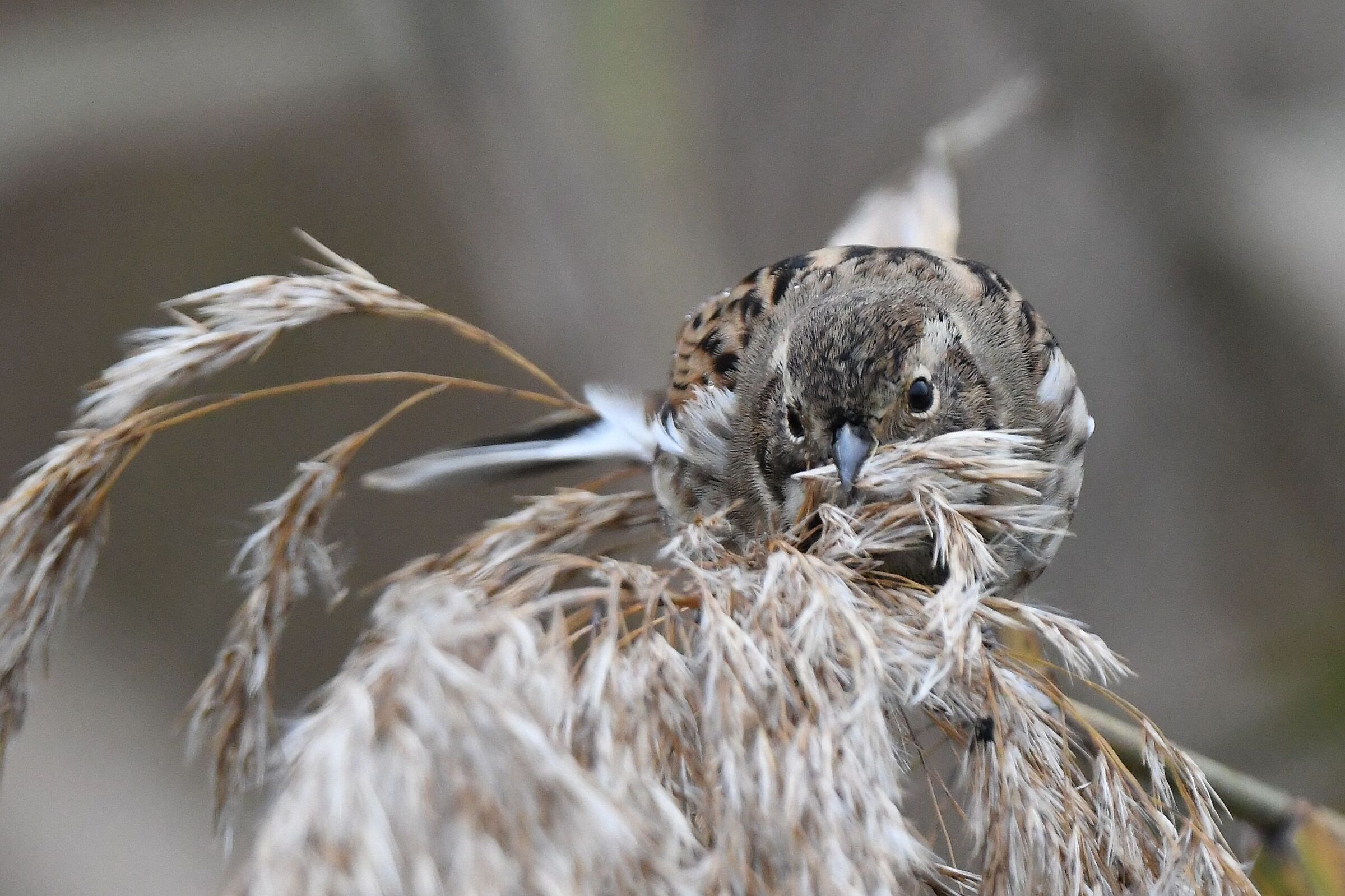 migliarino di palude