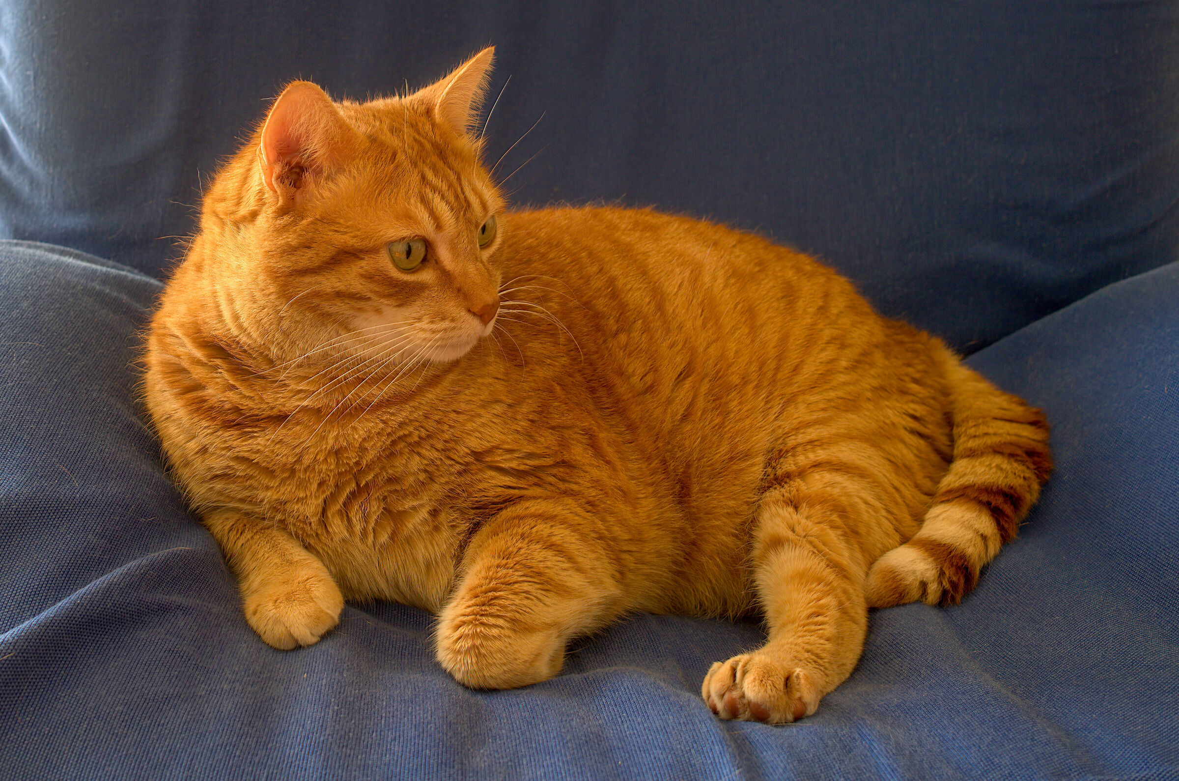 TaiChi Ottobre 2021 Gatto rosso su cuscino blu