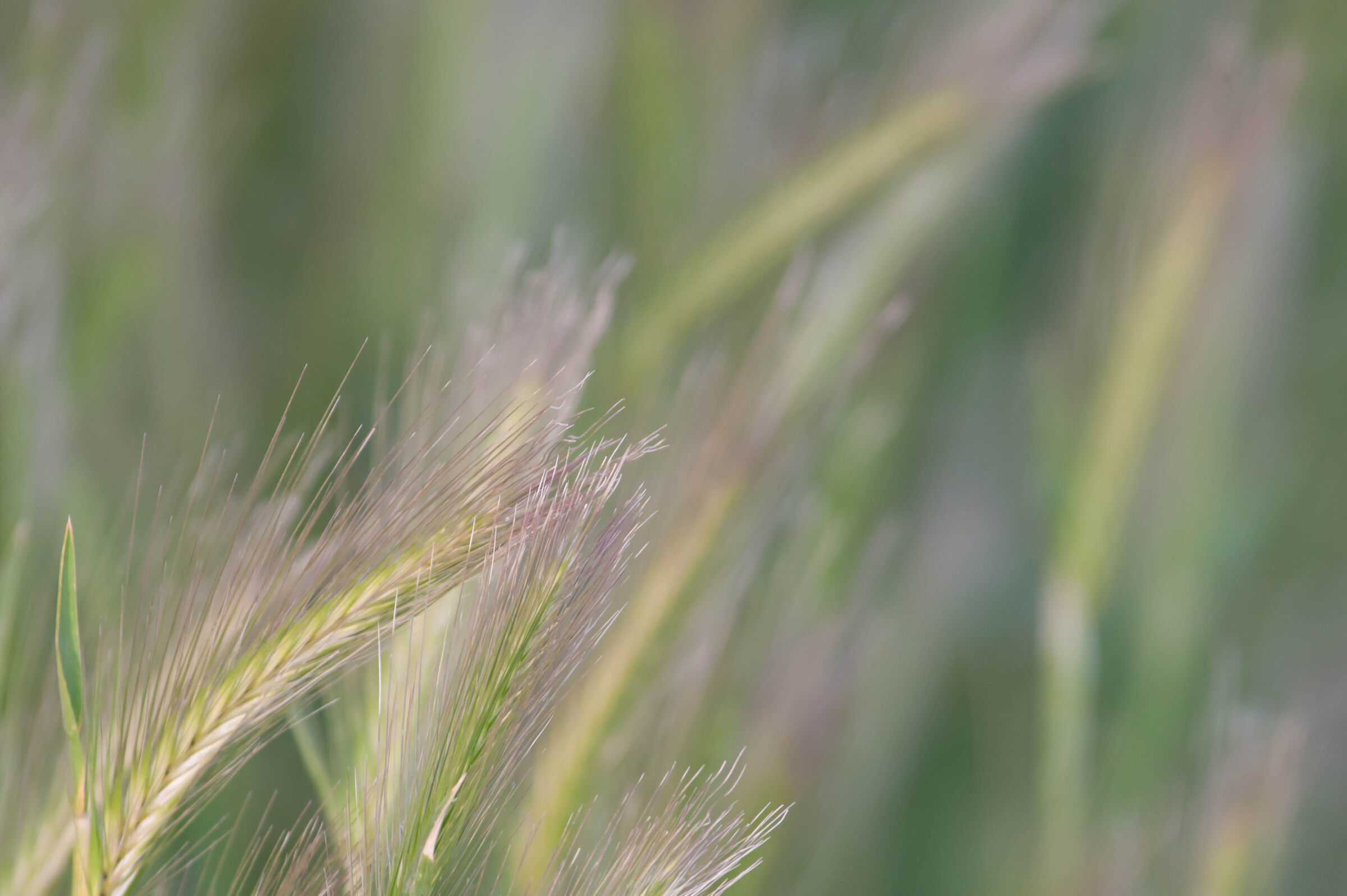 Il tumulto del vento