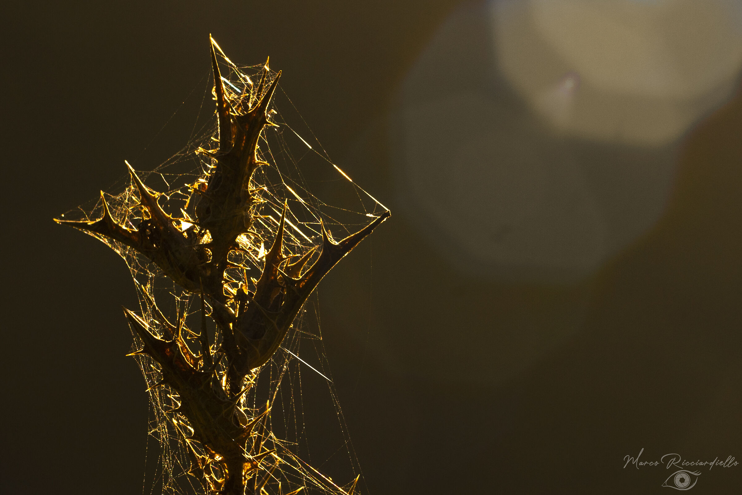 Nella tela del ragno