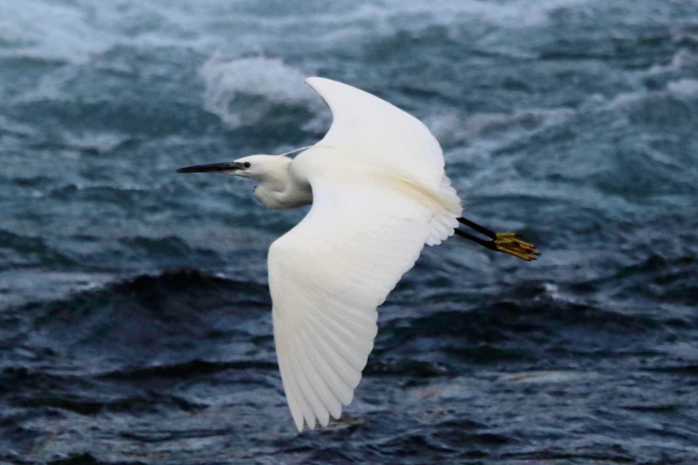 egret
