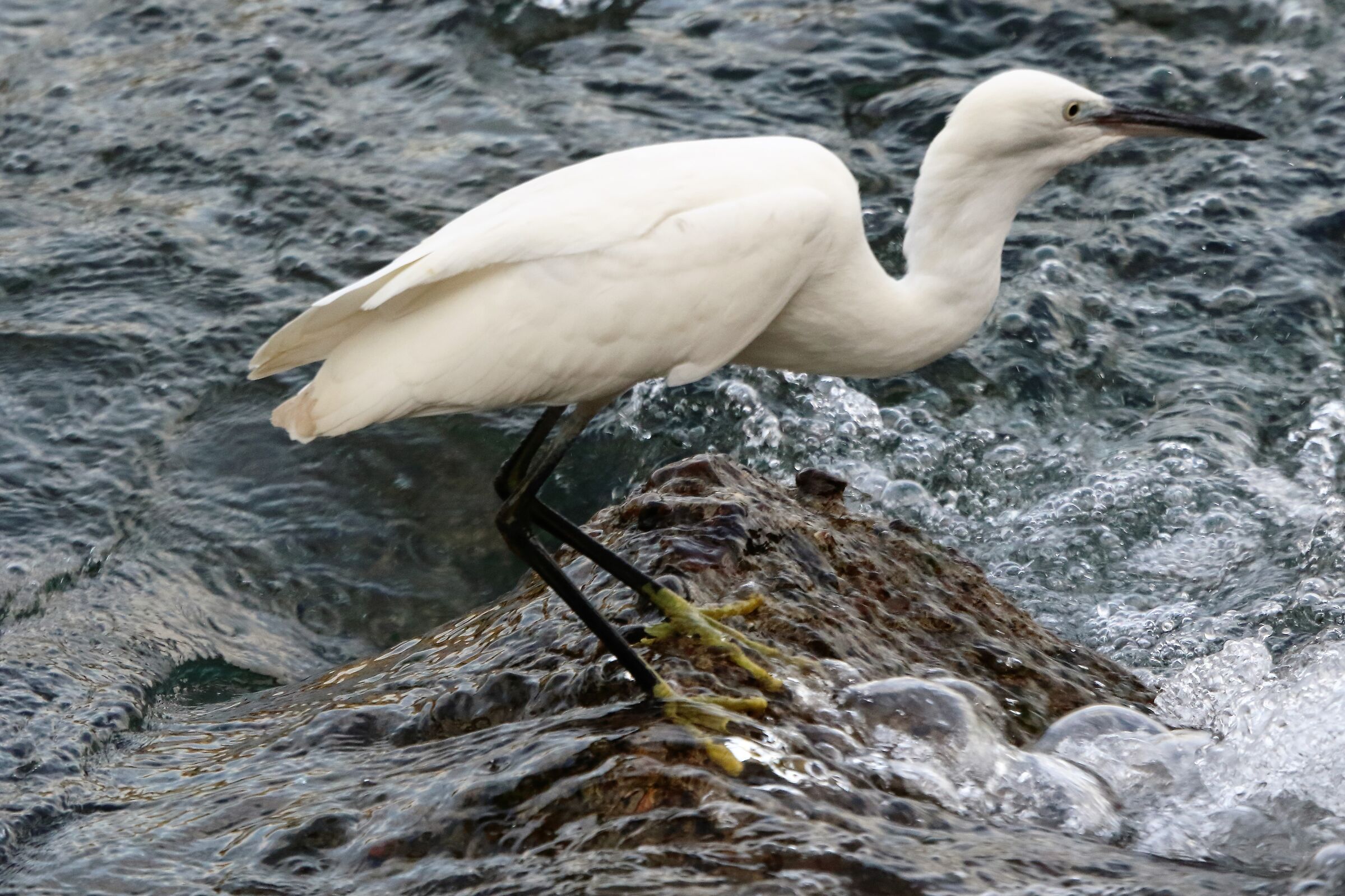 egret