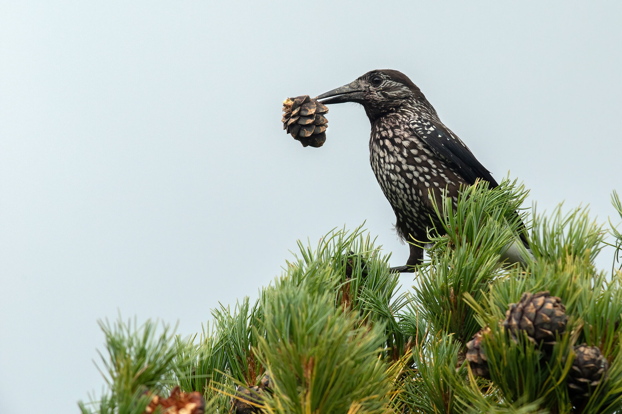 Nocciolaia su cirmolo