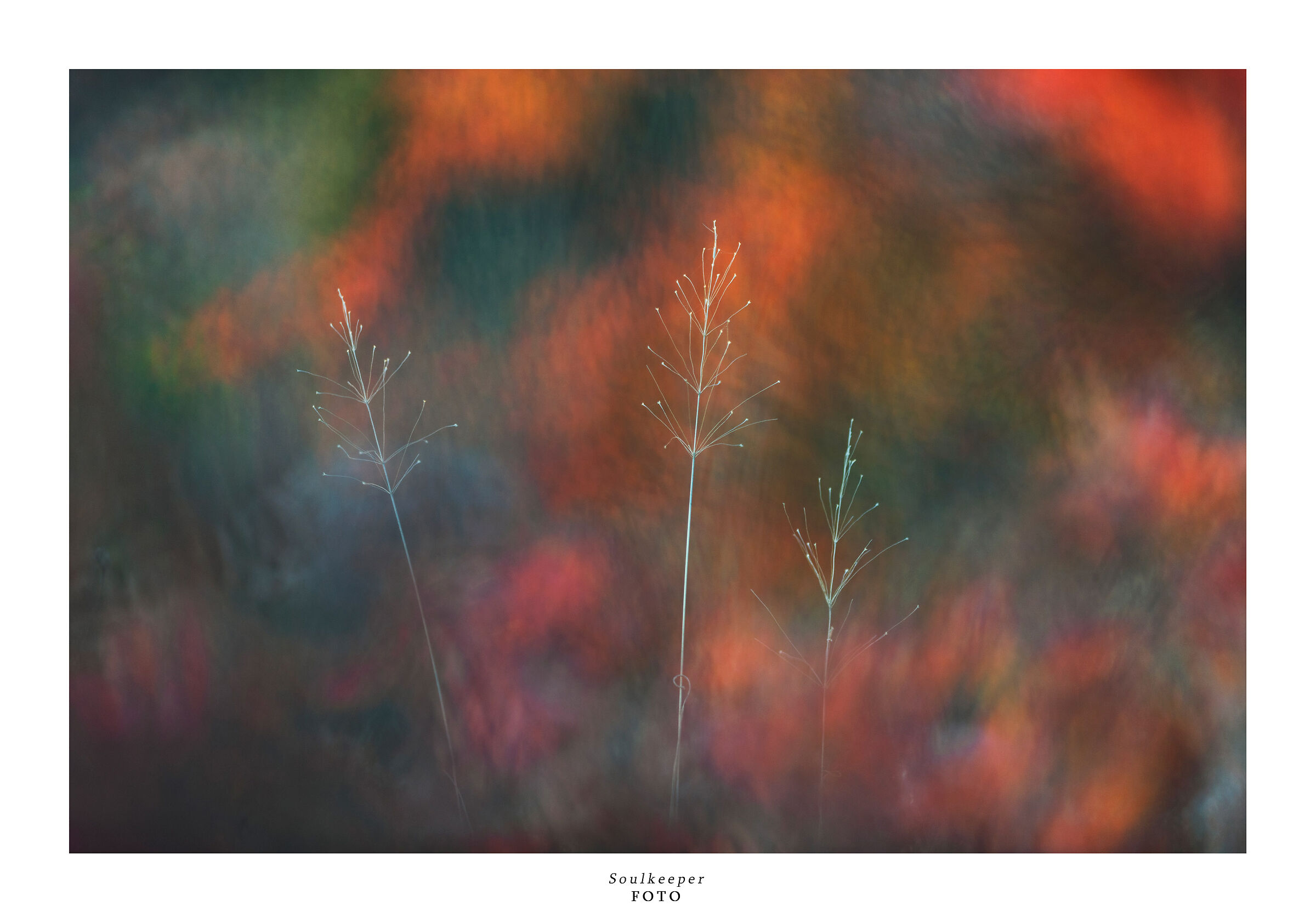 Dardi su tavolozza autunnale.