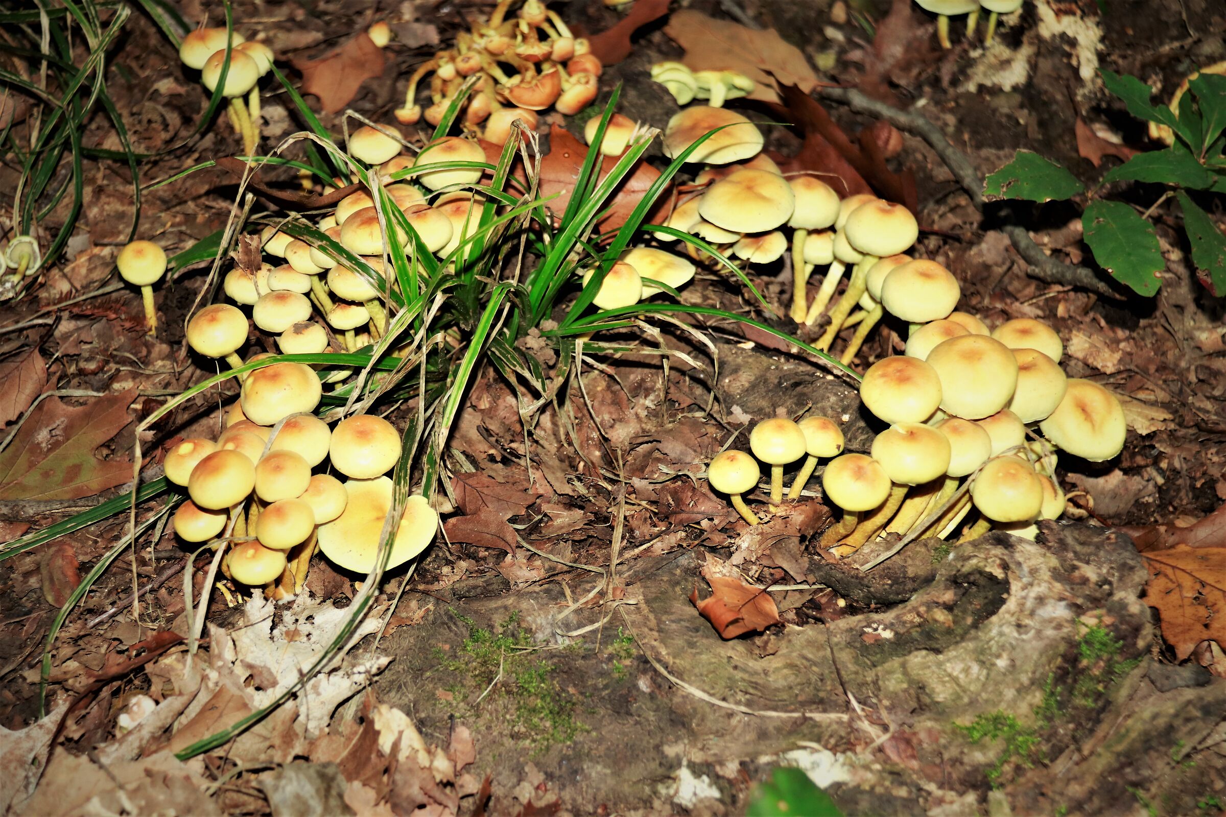 " Famigliola di falsi chiodini "