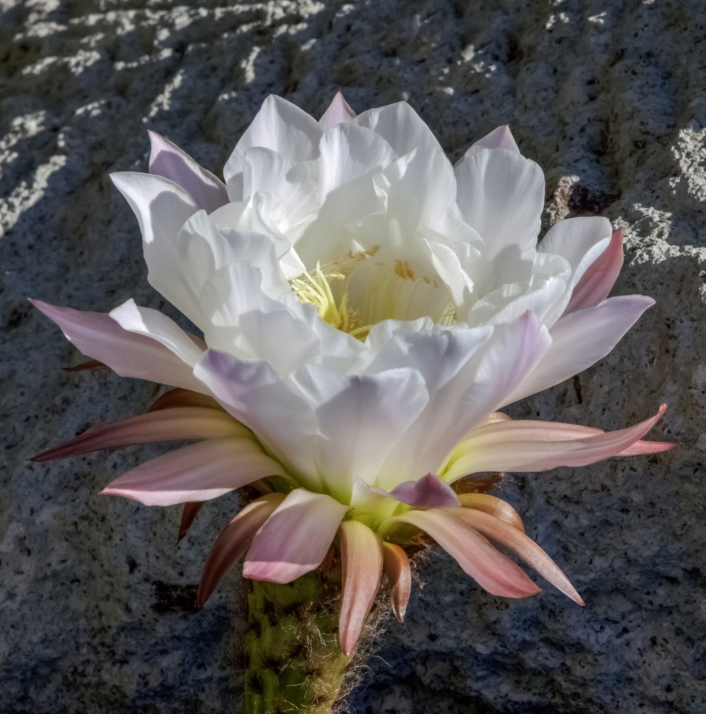 Echinopsis