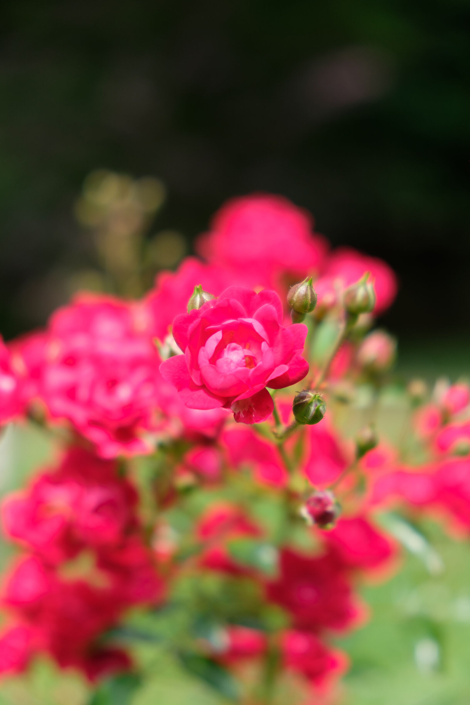 Fuji color raf to dng no PP