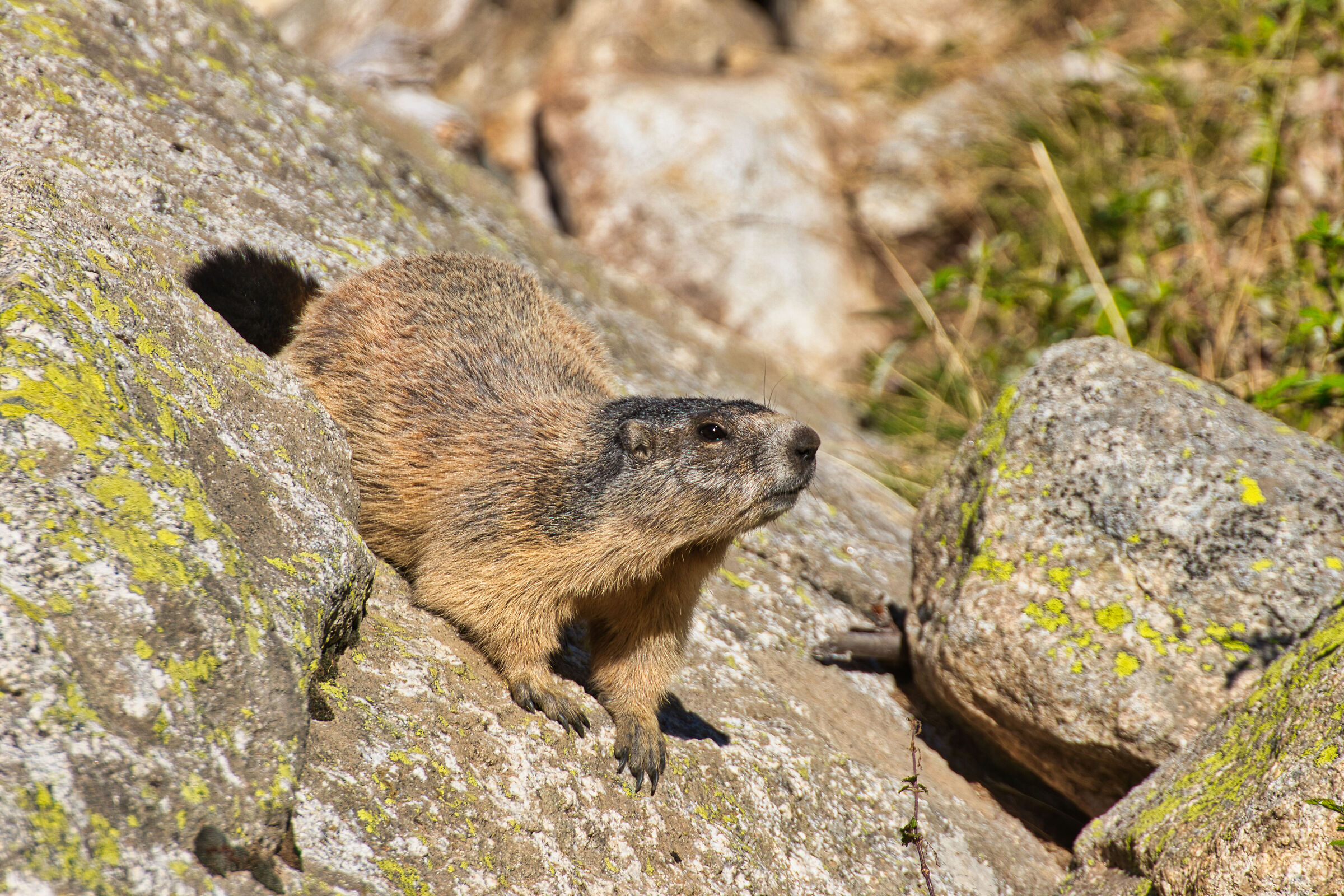 Marmotta