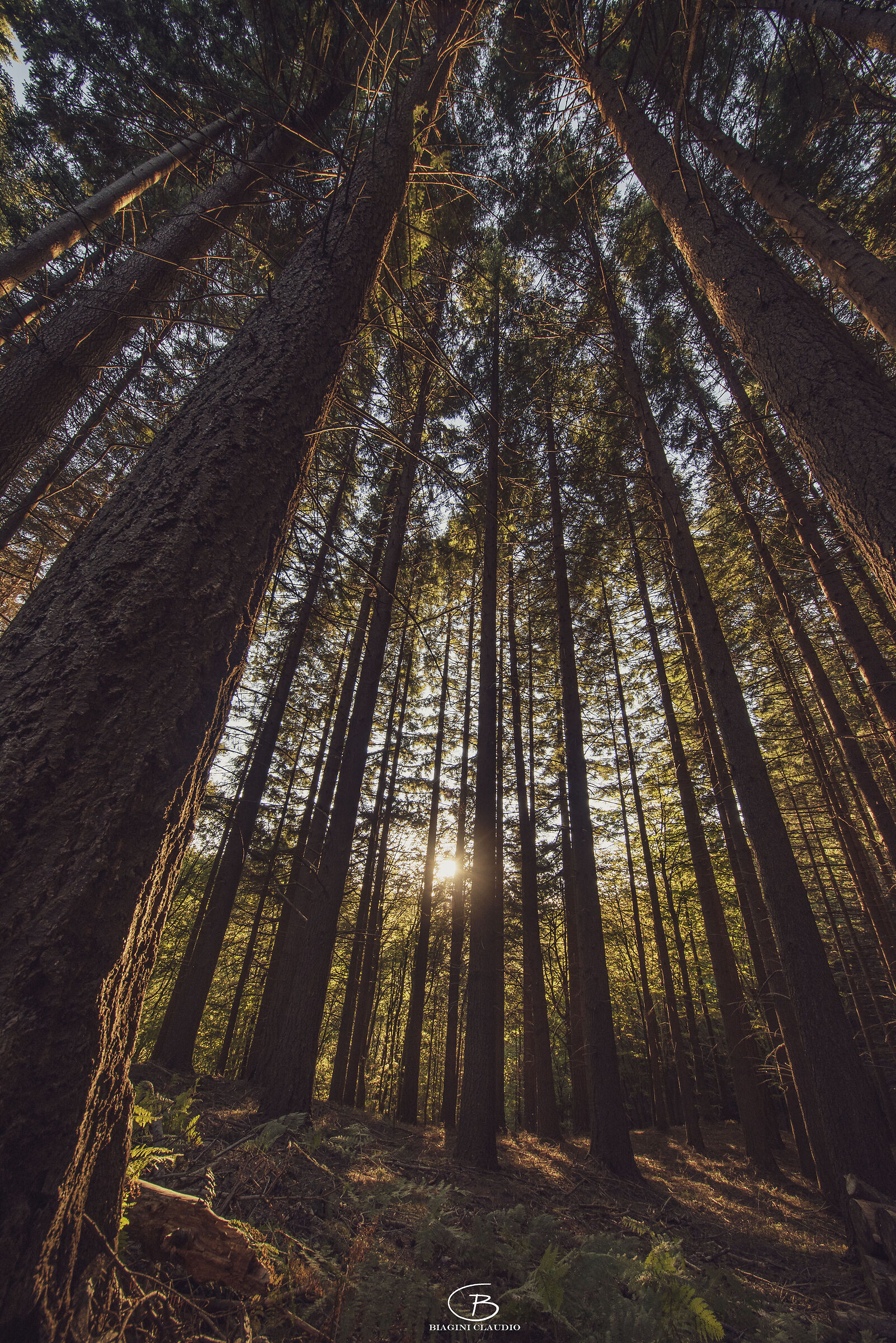 In the middle of the forest