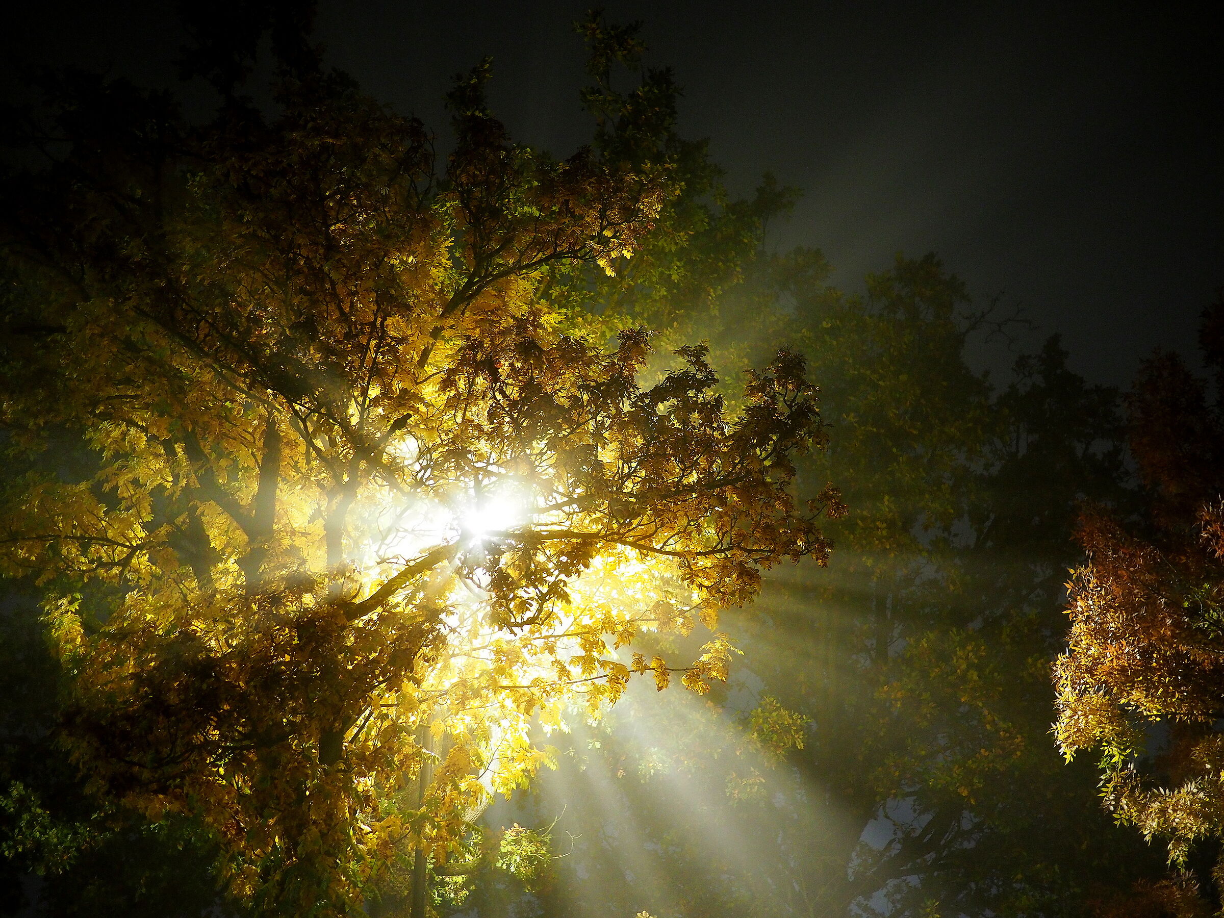 Lampione, nebbia e pianta