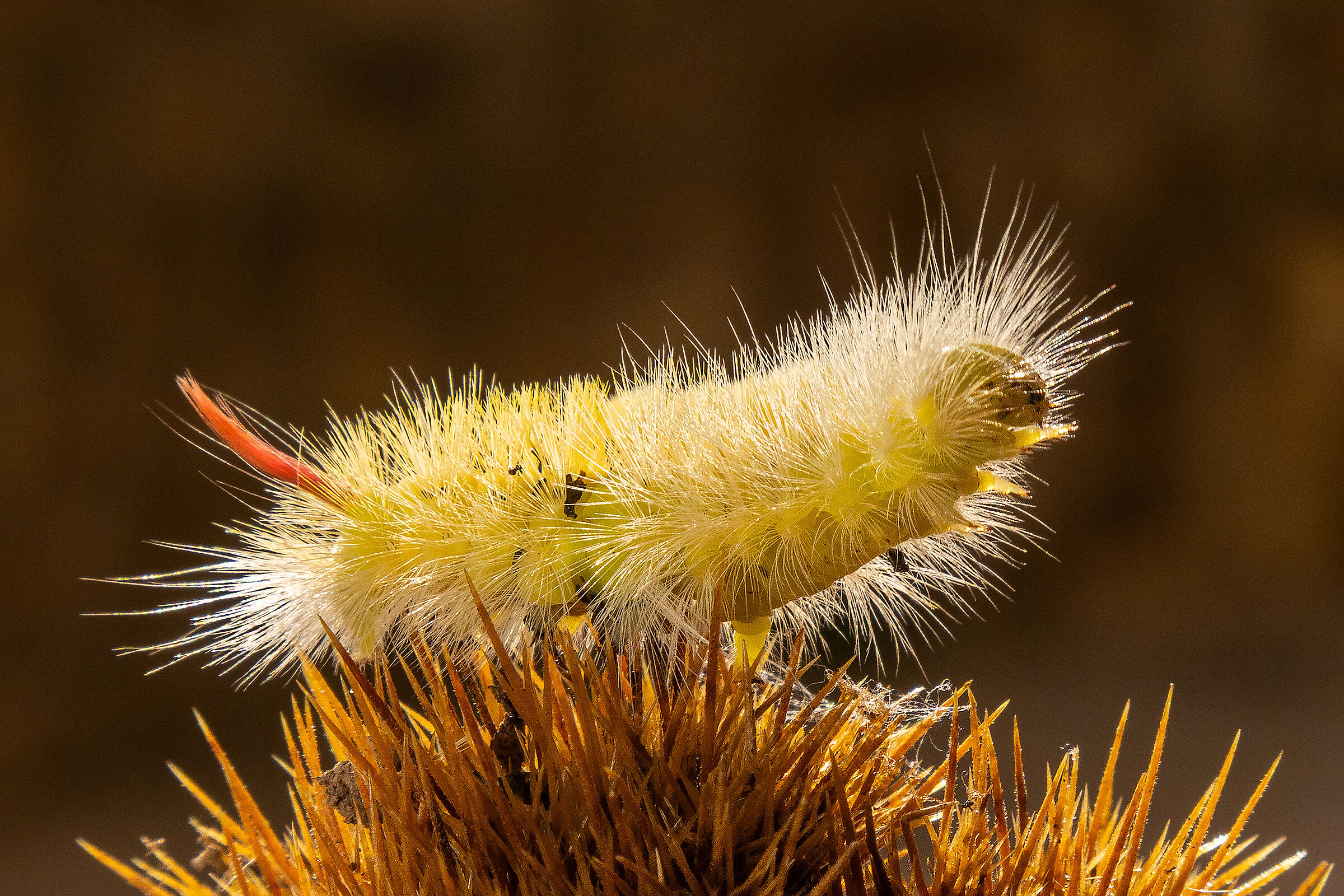 Bruco di Calliteara pudibunda