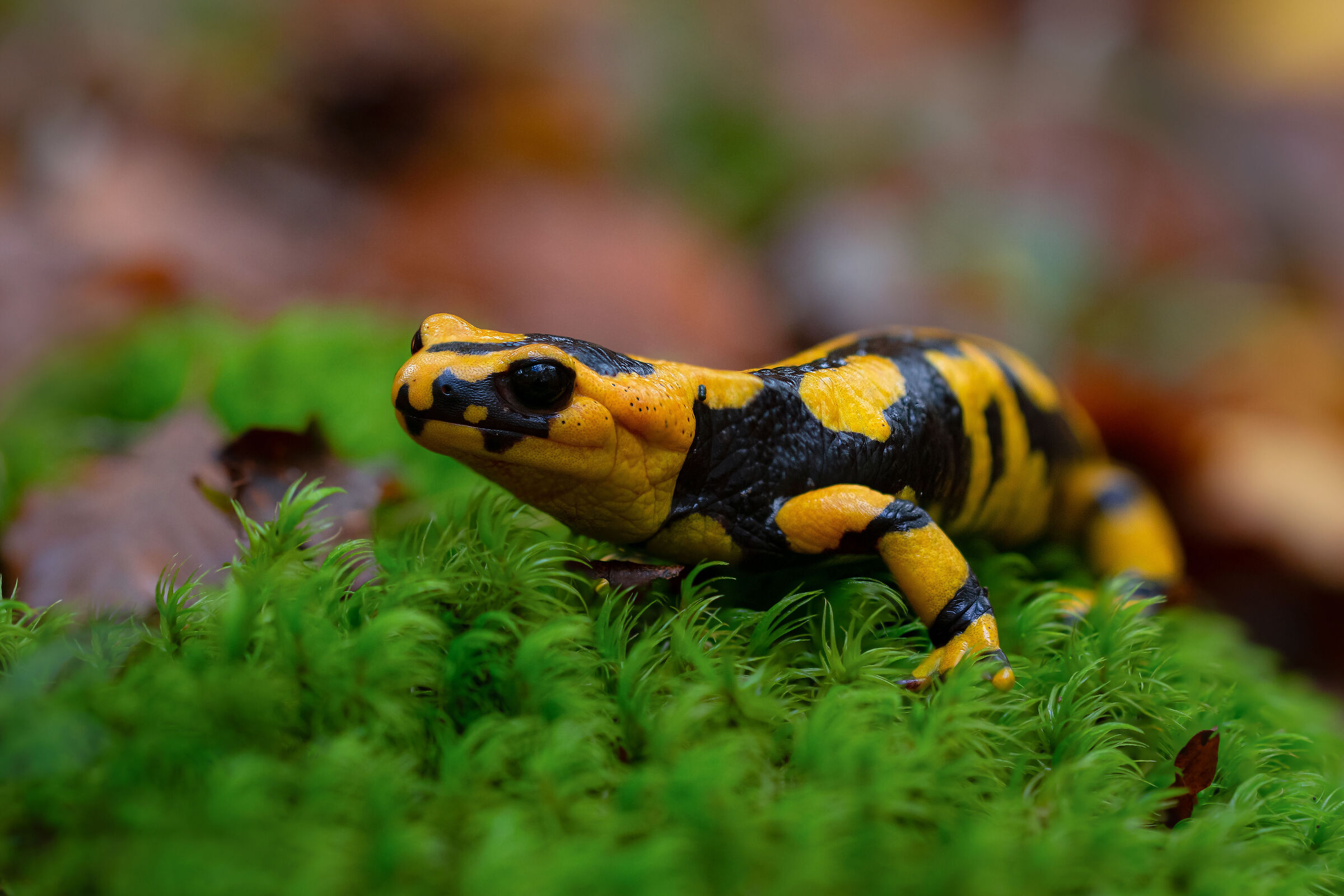 Spotted salamander